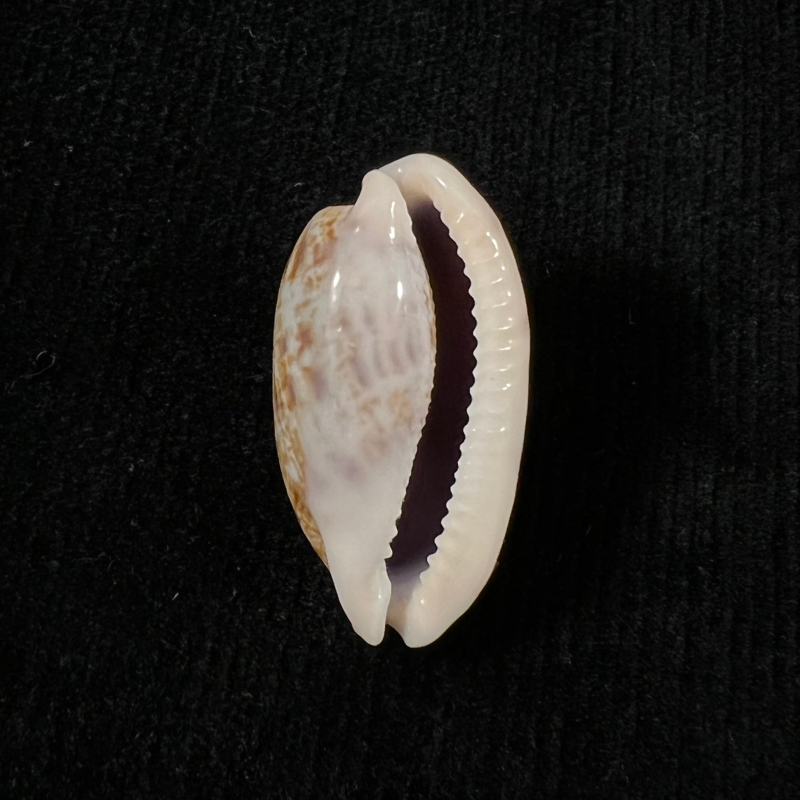 Talostolida pellucens panamensis Lorenz, 2002 - 28,8mm