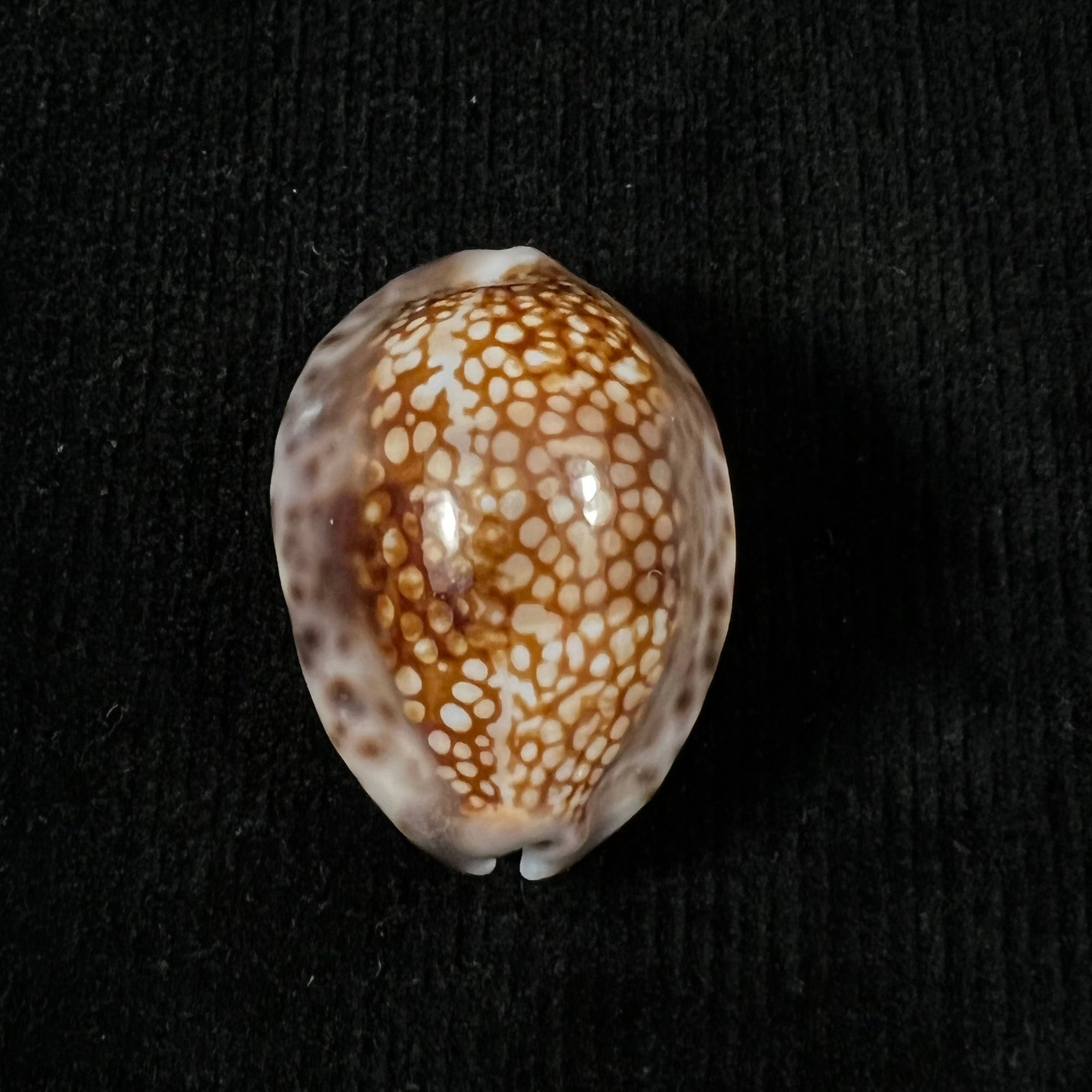 Mauritia depressa (JE 灰色, 1824) - 32,9mm