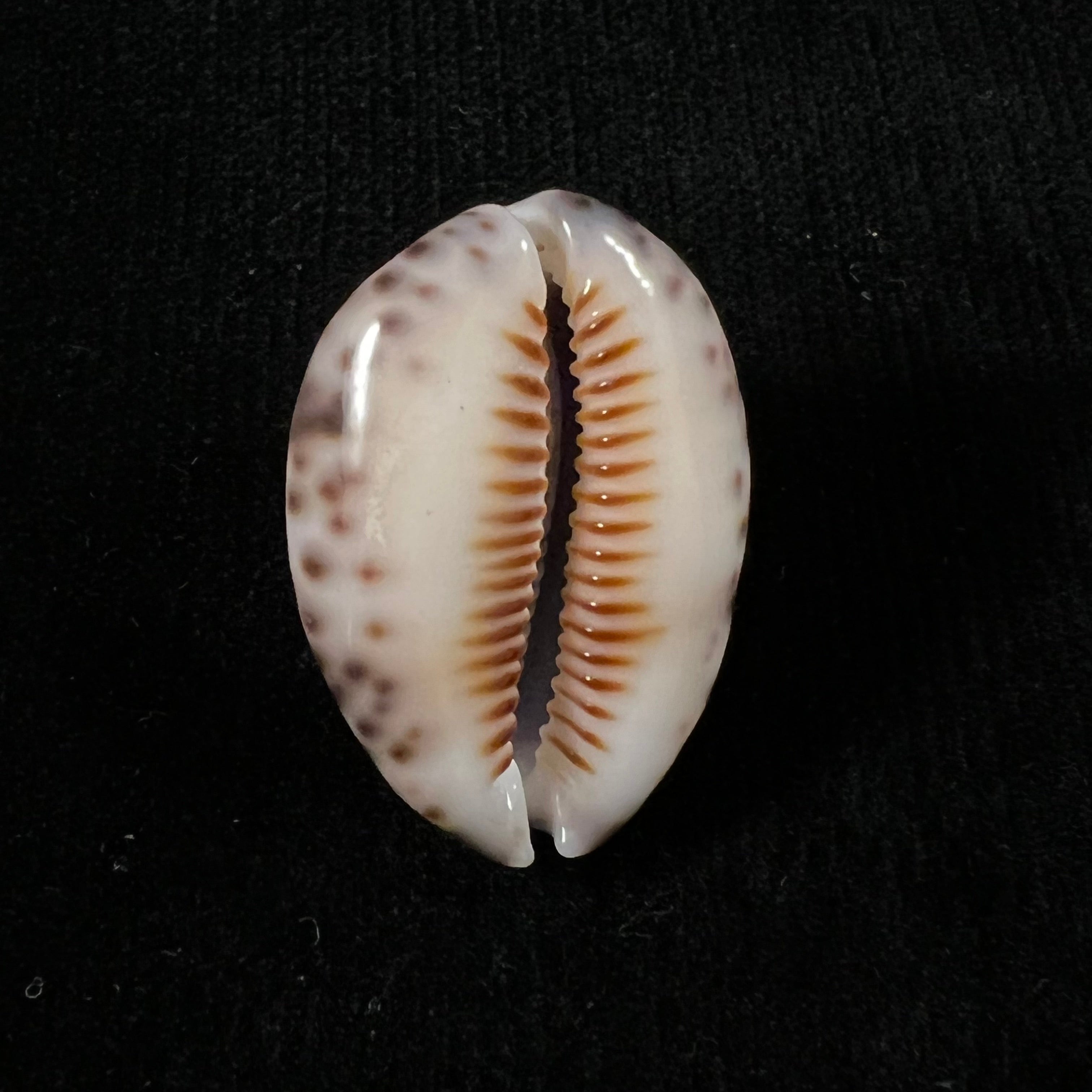 Mauritia depressa (JE 灰色, 1824) - 32,9mm