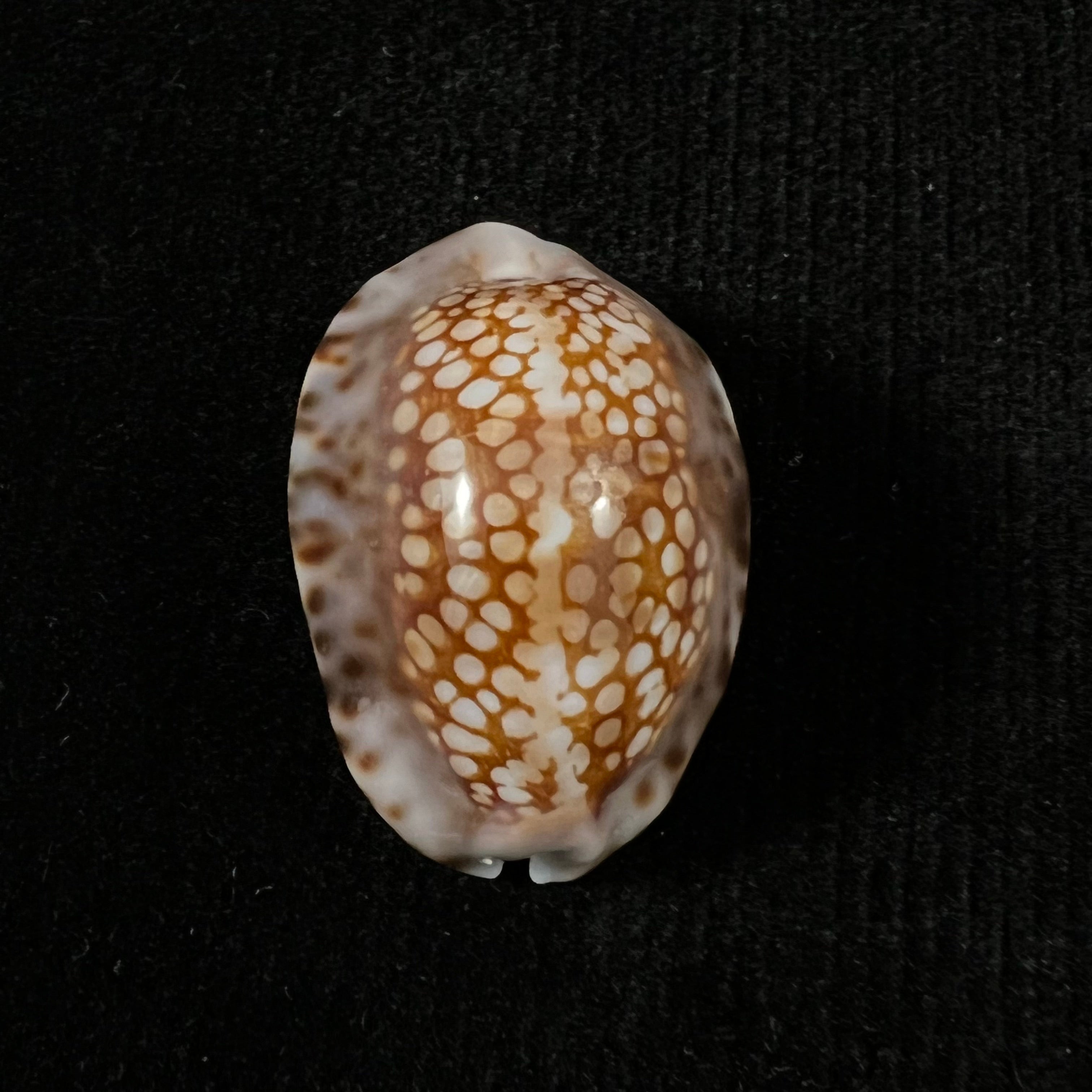 Mauritia depressa (JE 灰色, 1824) - 30,9mm