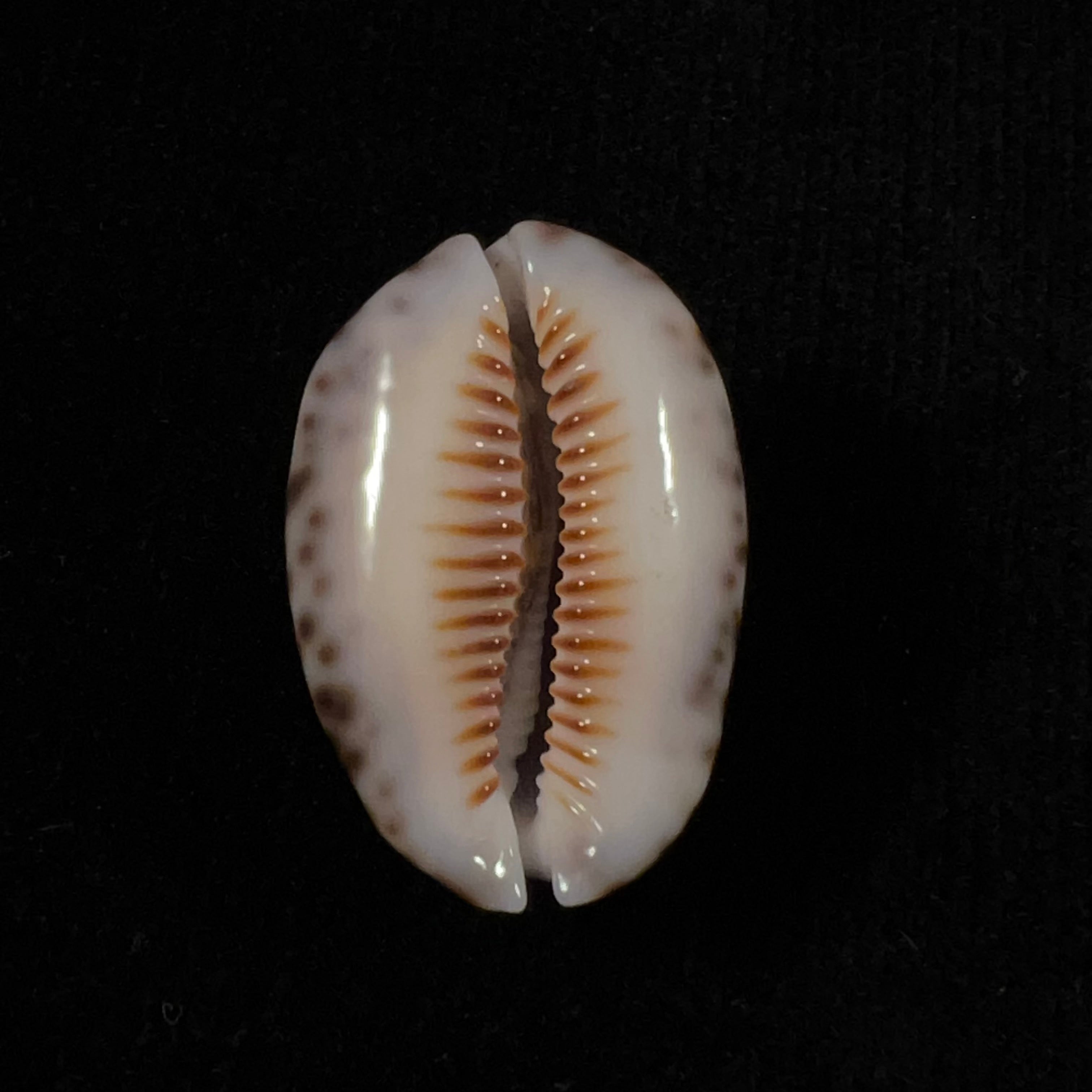 Mauritia depressa (JE 灰色, 1824) - 30,9mm