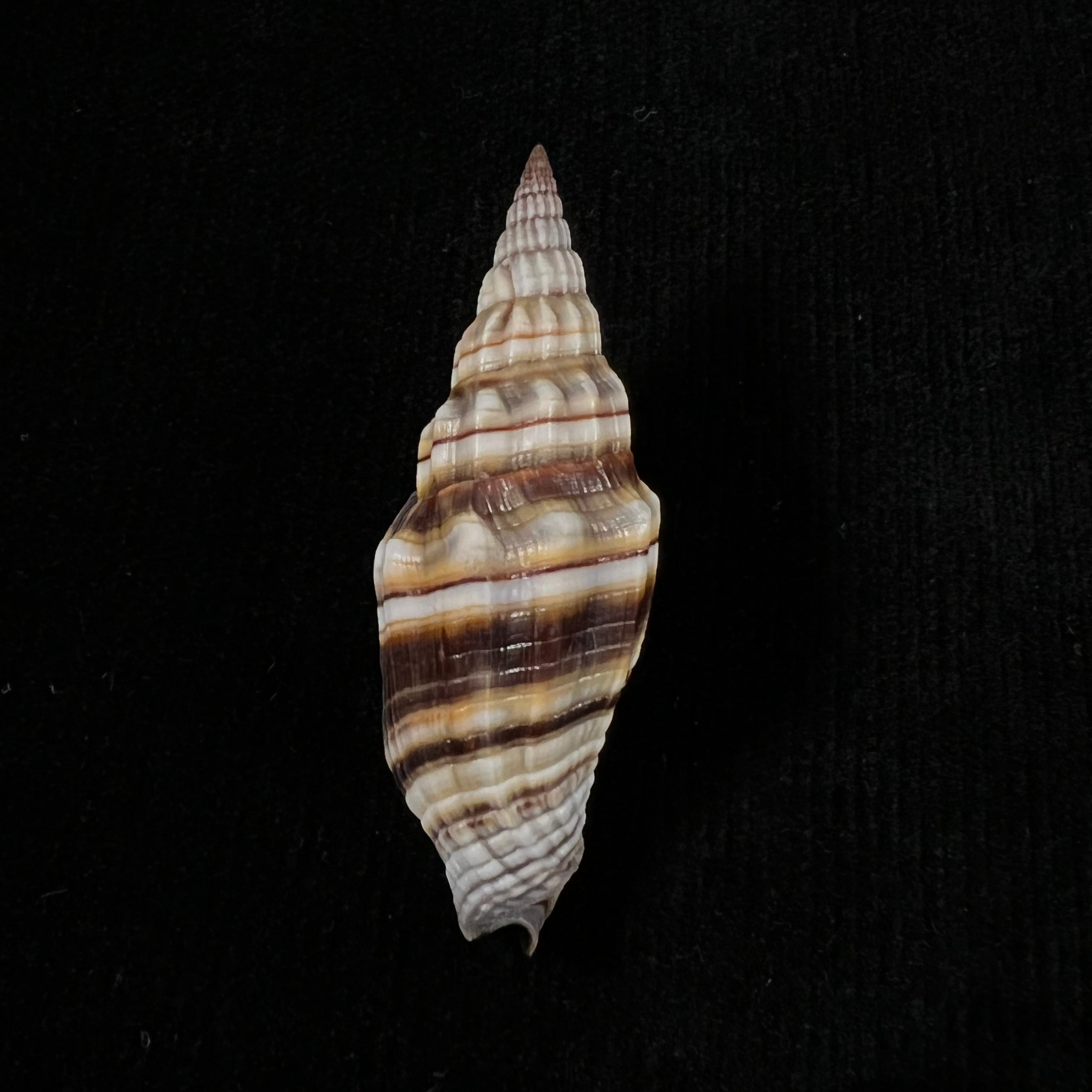 Vexillum intermedium (Kierner, 1838) - 56,8mm
