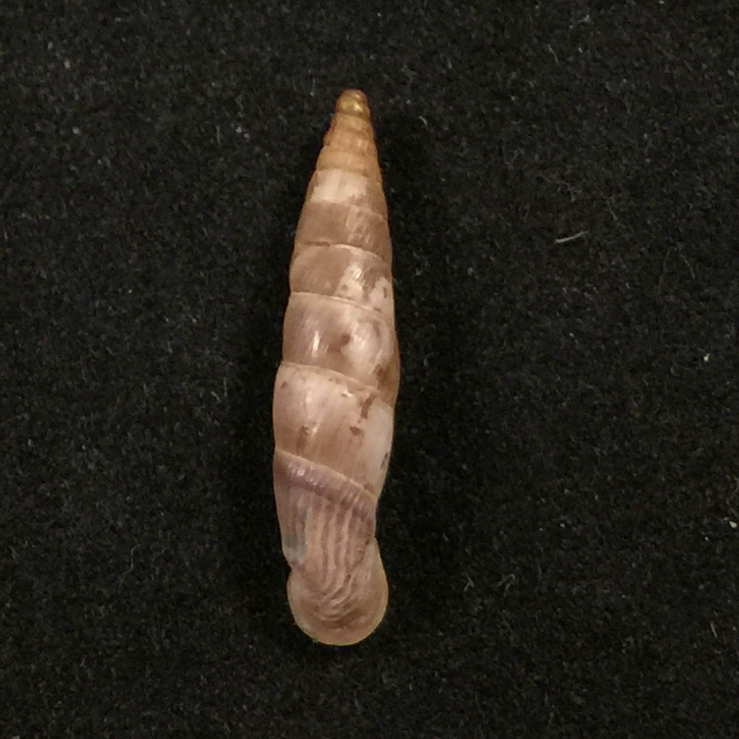 Albinaria candida (L. Pfeiffer, 1850) - 20,7mm