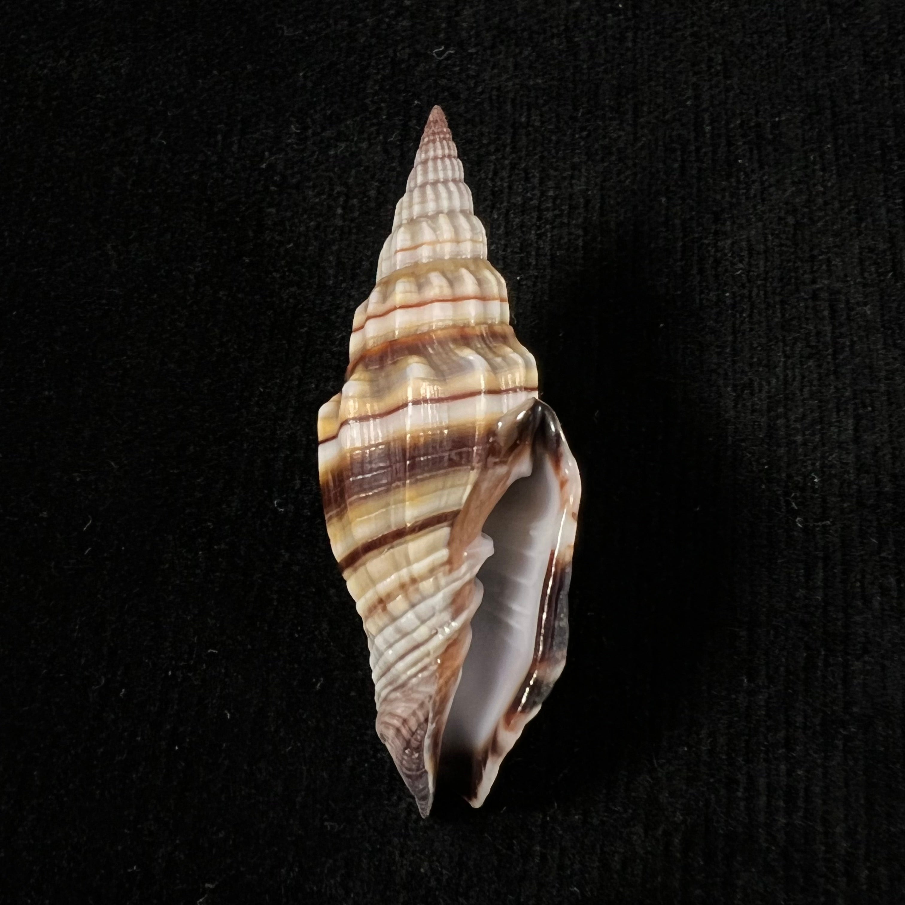 Vexillum intermedium (Kierner, 1838) - 56,8mm