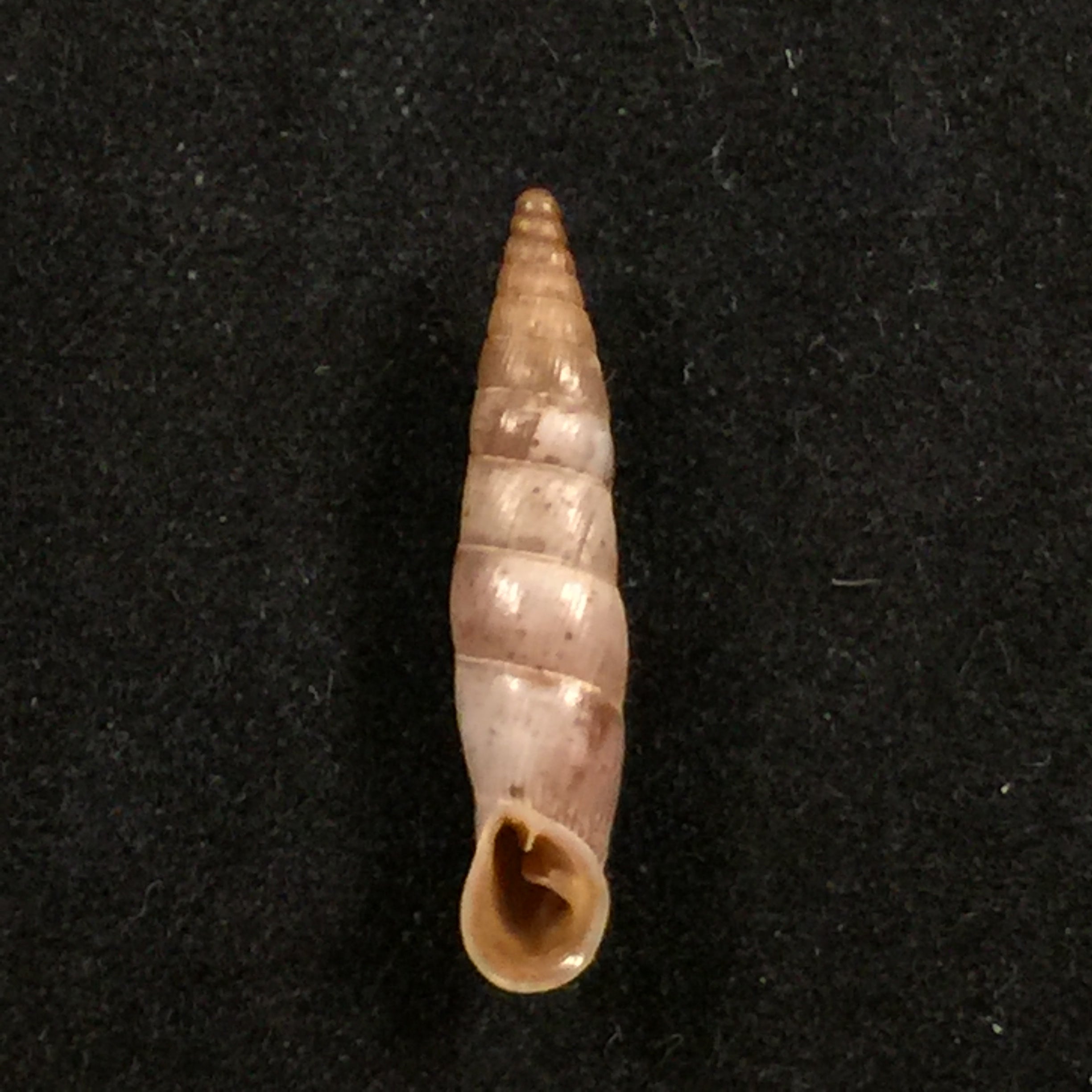 Albinaria candida (L. Pfeiffer, 1850) - 20,7mm