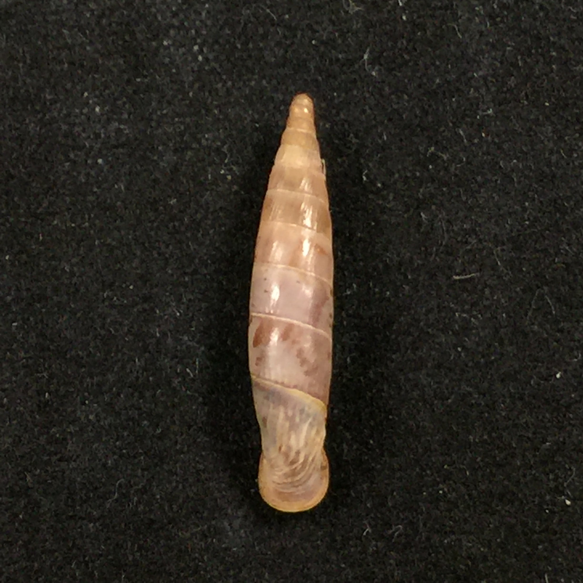 Albinaria candida (L. Pfeiffer, 1850) - 20,8mm