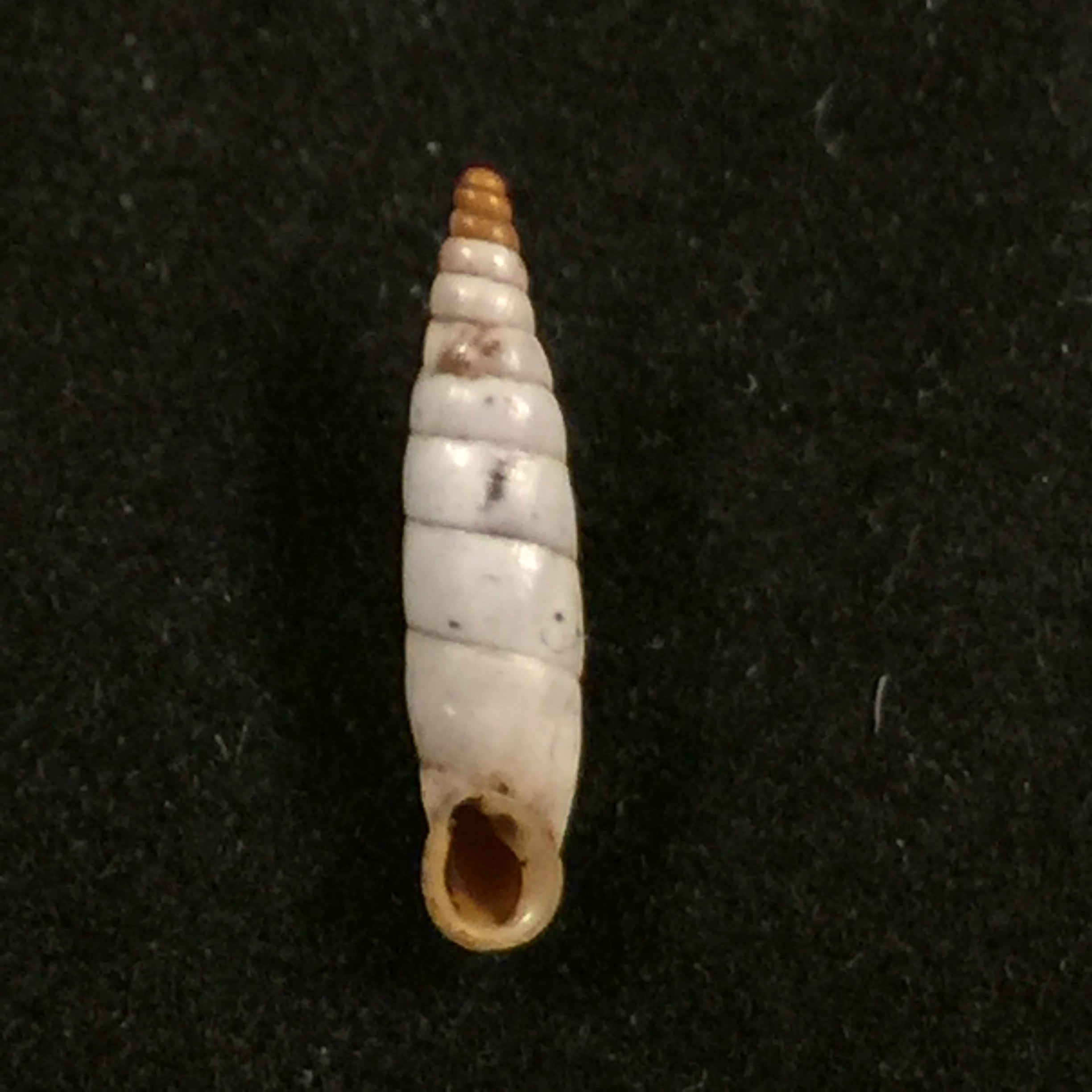 Albinaria caerulea maculata (Rossmässler, 1836) - 15,1mm