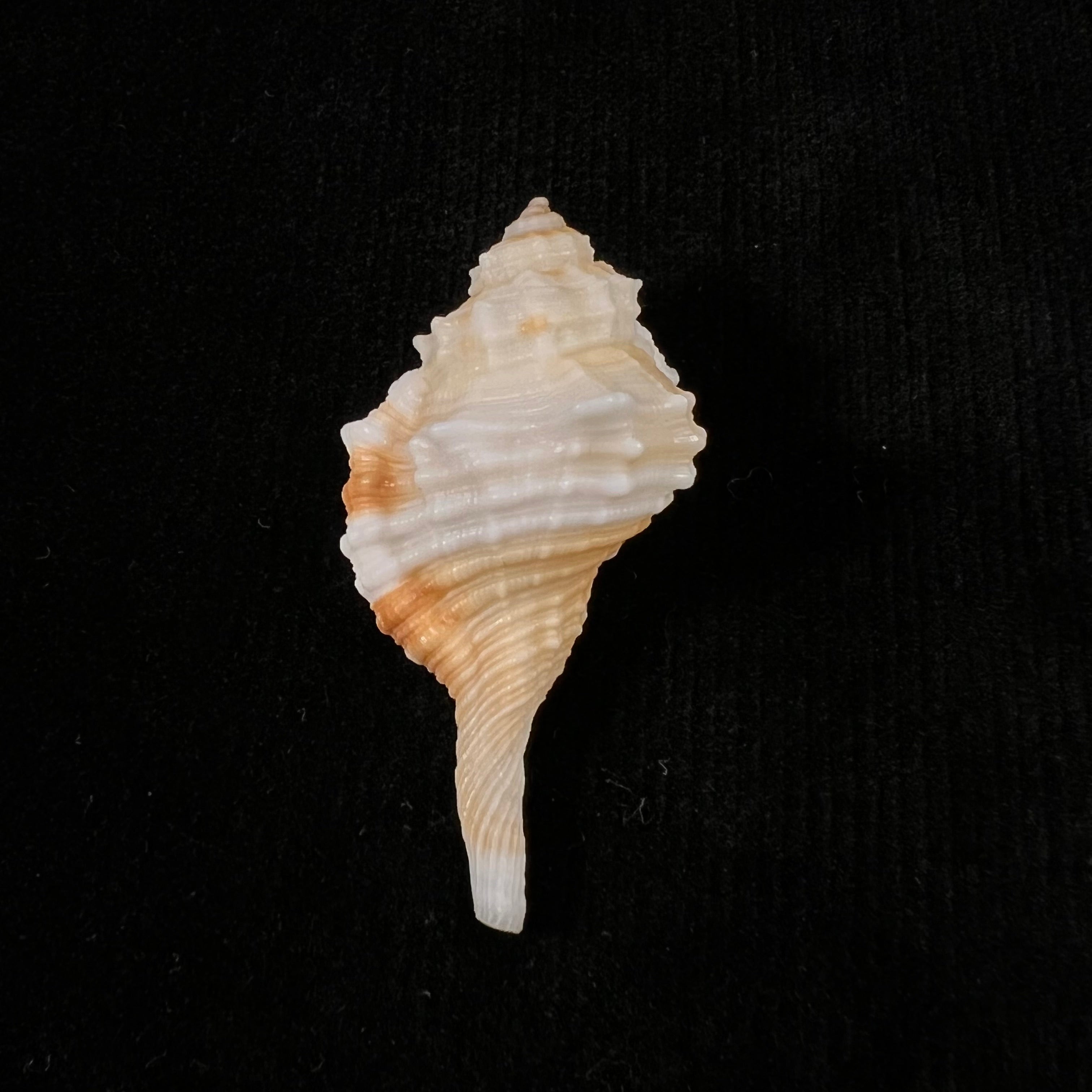 Cymatium aegrotum (Reeve, 1844) - 46,2mm