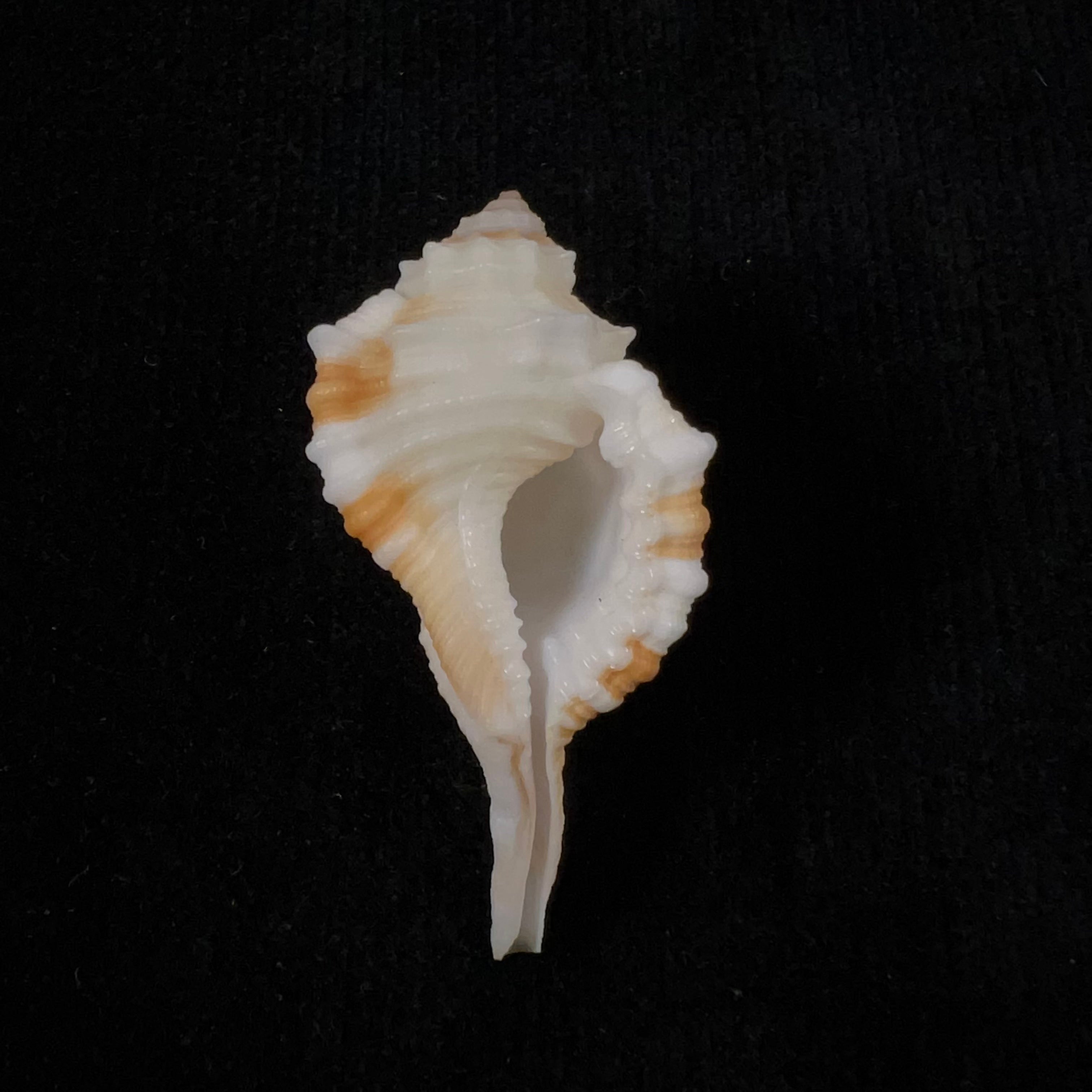 Cymatium aegrotum (Reeve, 1844) - 46,2mm