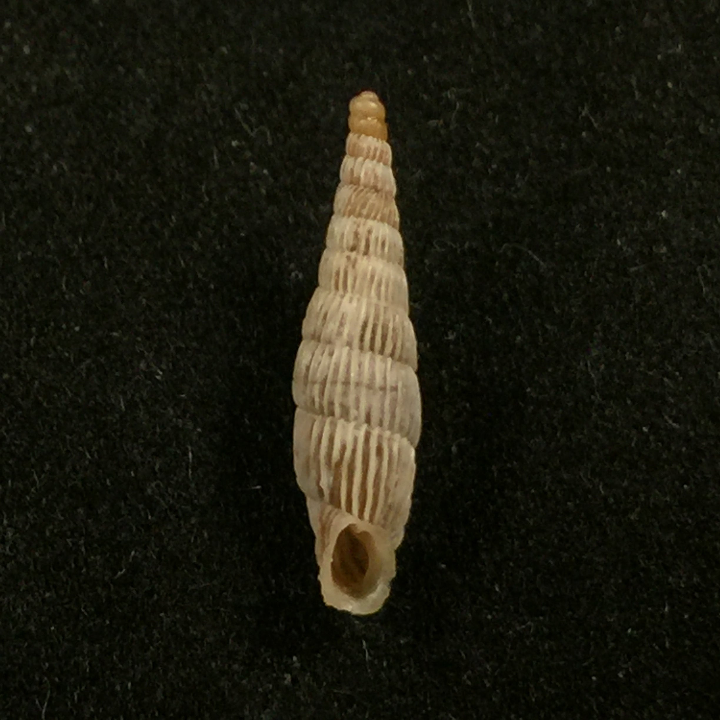 Albinaria saxatilis (L. Pfeiffer, 1846) - 14,4mm