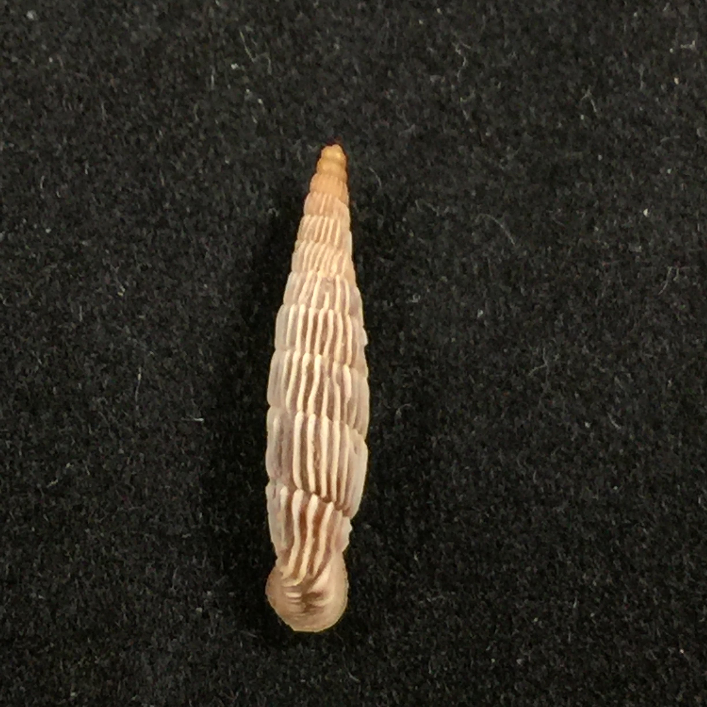 Albinaria sublamelosa (O. Boettger, 1883) - 14 毫米