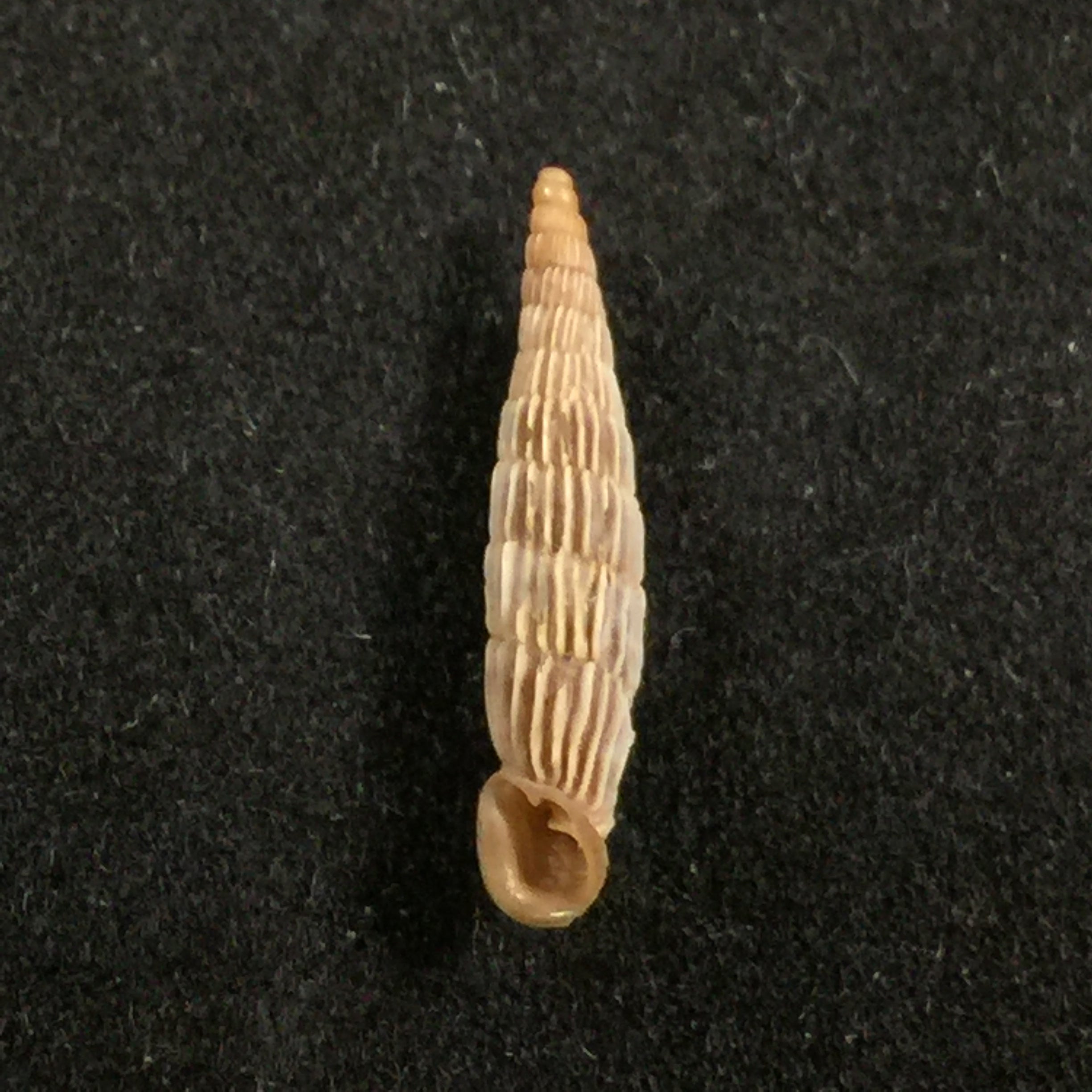 Albinaria sublamelosa (O. Boettger, 1883) - 14 毫米