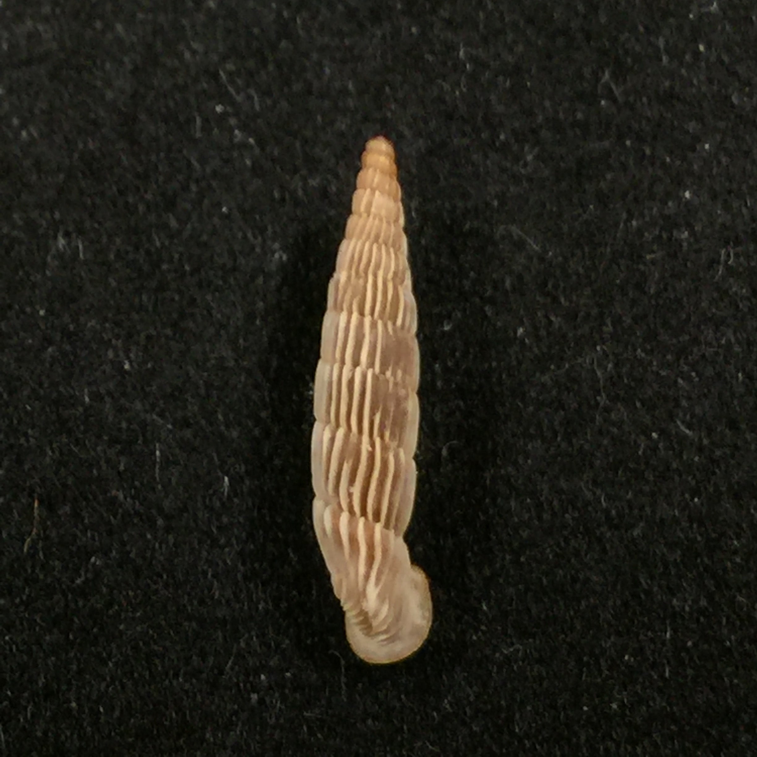 Albinaria sublamelosa (O. Boettger, 1883) - 13,7mm