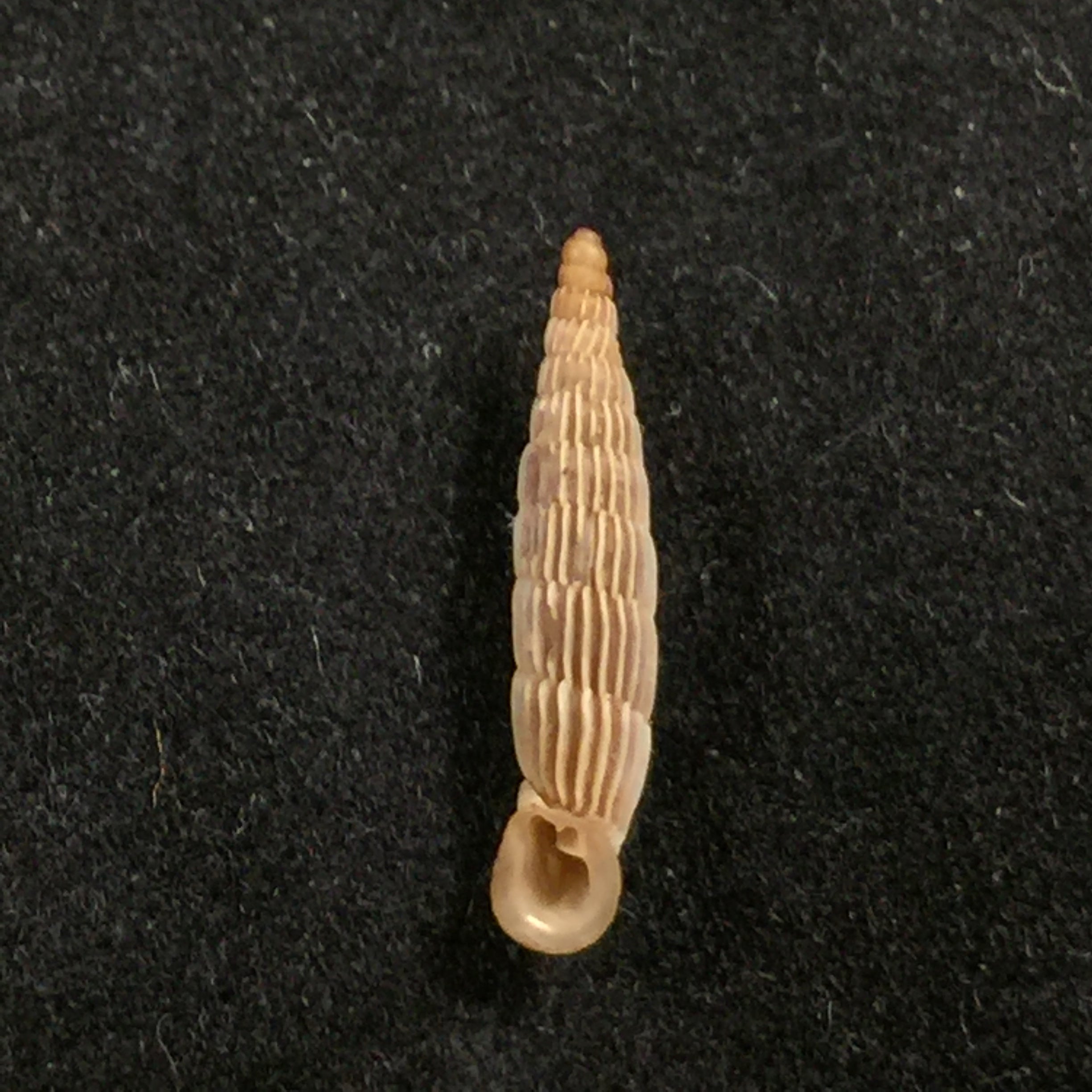 Albinaria sublamelosa (O. Boettger, 1883) - 13,7mm