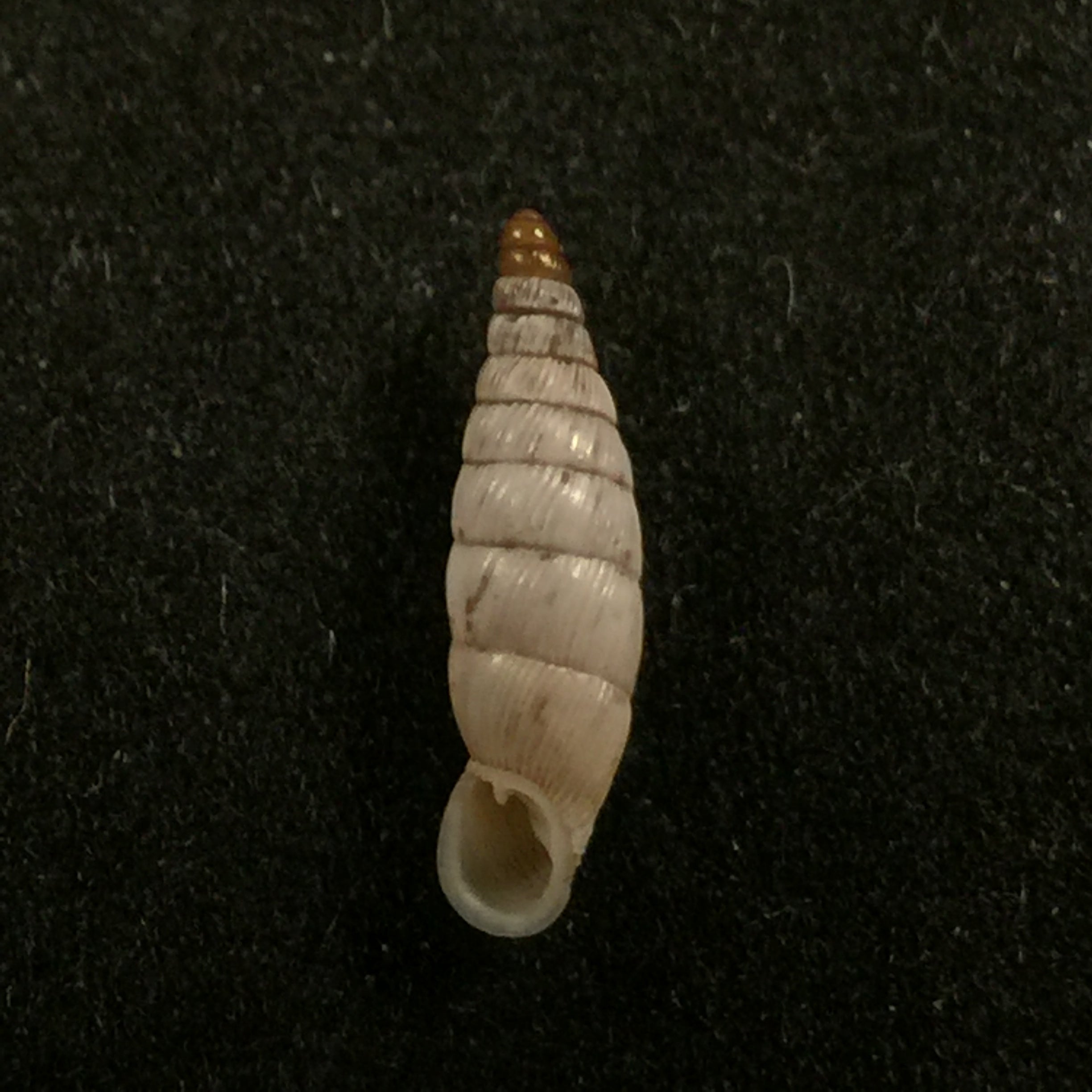 Albinaria schuchii schuchii (Rossmässler, 1836) - 11,5mm