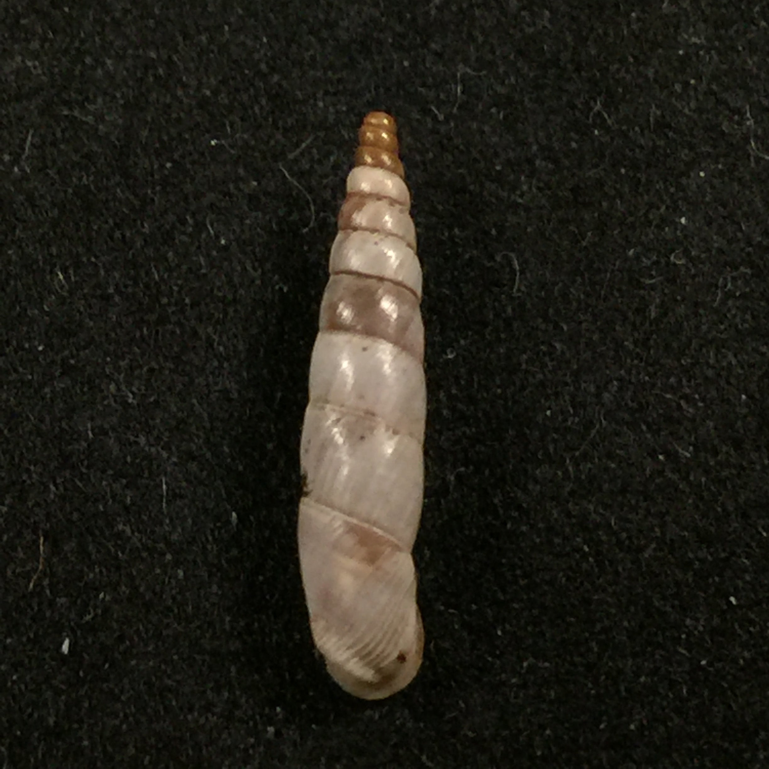 Albinaria scopulosa epirotes H. Nordsieck, 1974 - 15,3mm