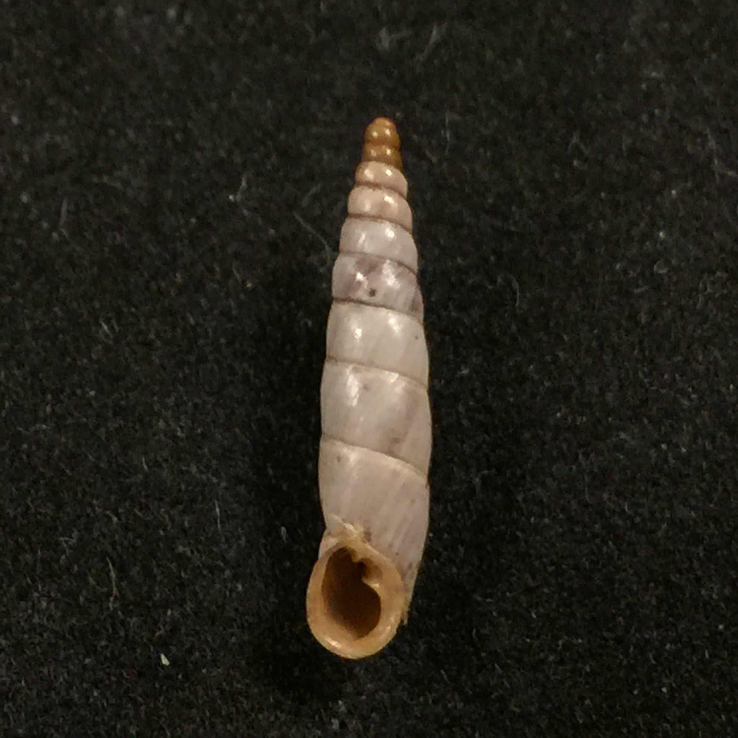 Albinaria scopulosa epirotes H. Nordsieck, 1974 - 15,3mm