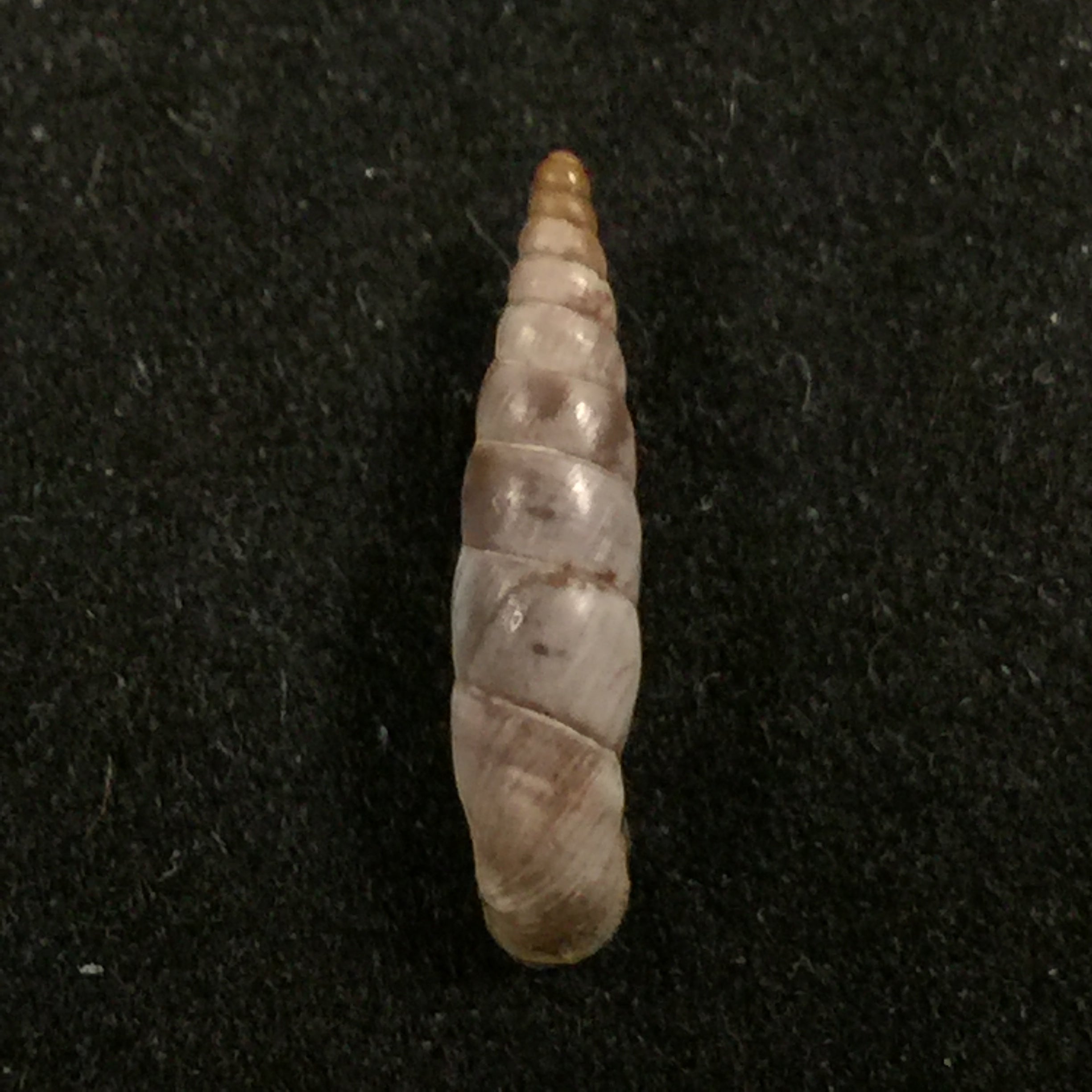 Albinaria scopulosa epirotes H. Nordsieck, 1974 - 14,1毫米