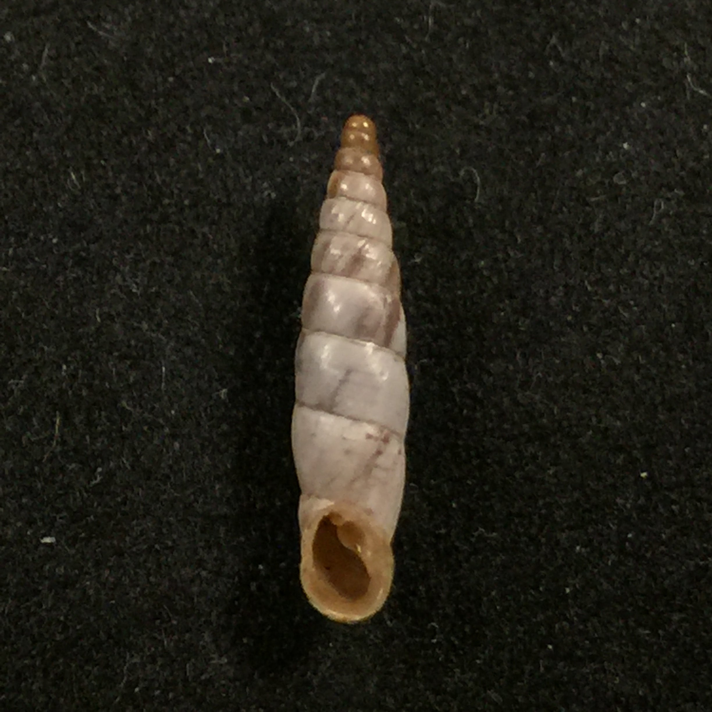 Albinaria scopulosa epirotes H. Nordsieck, 1974 - 14,1毫米
