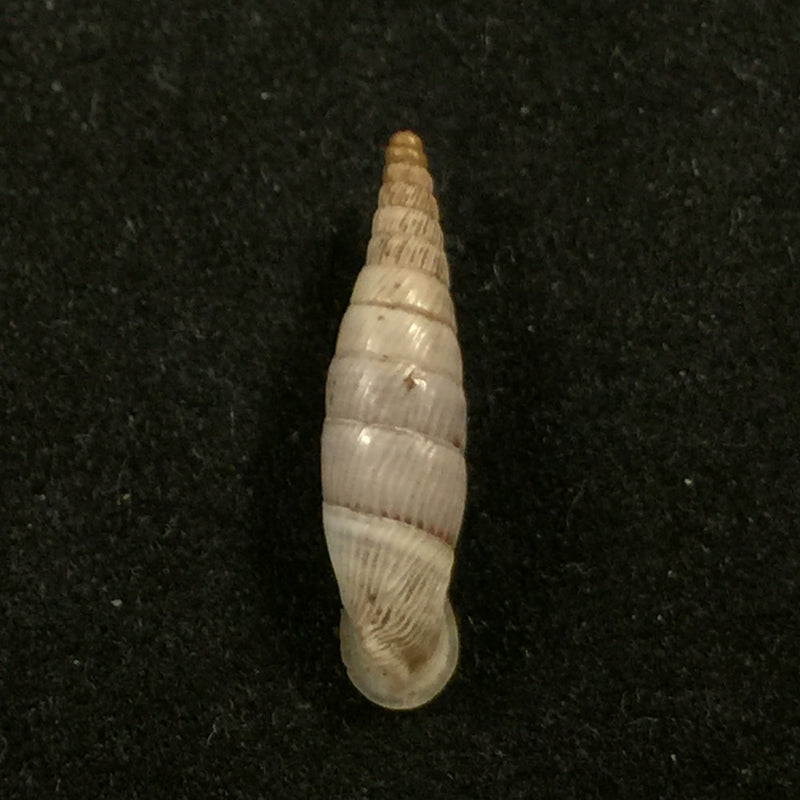 Albinaria discolor flammulata (L. Pfeiffer, 1850) - 16,4mm