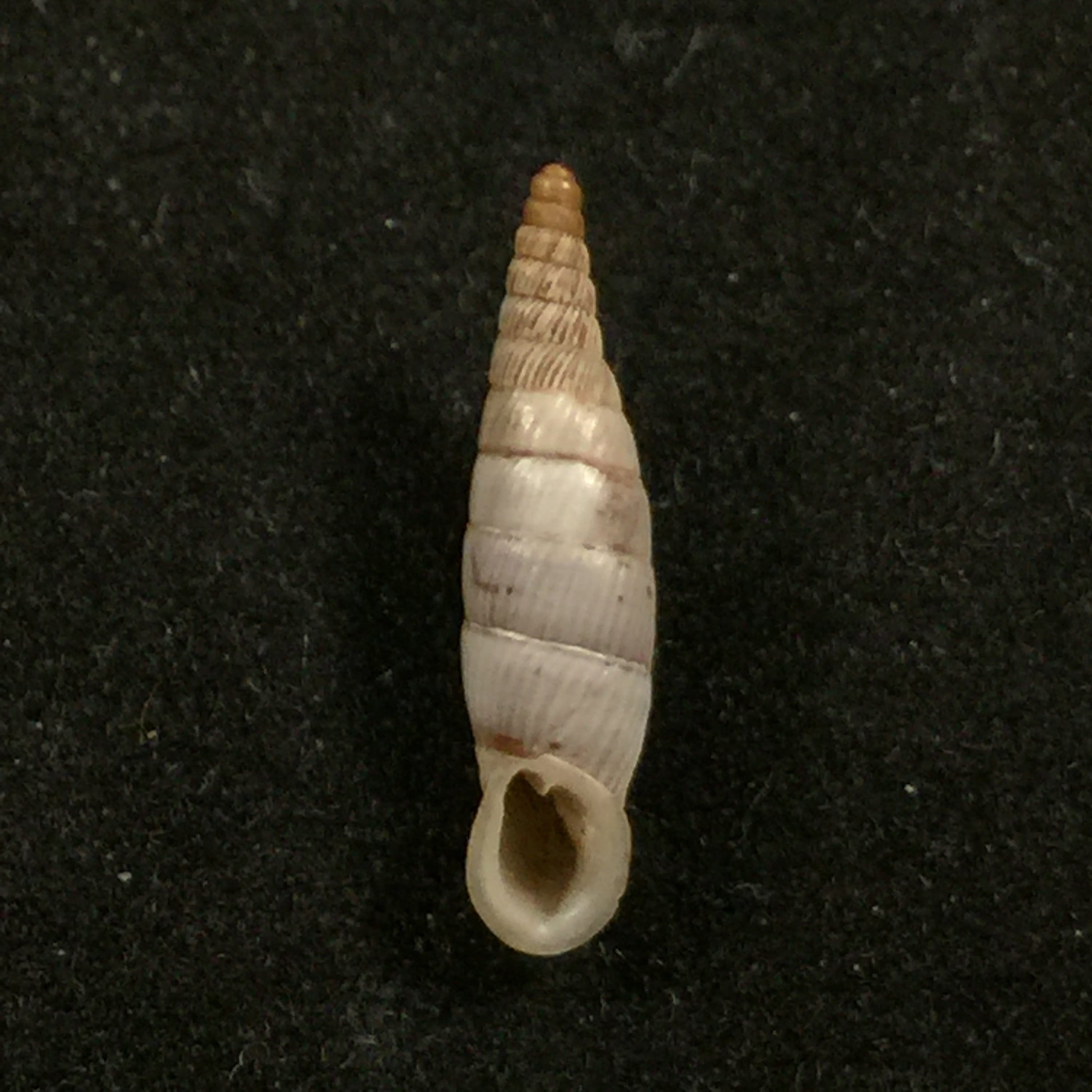 Albinaria discolor flamulata (L. Pfeiffer, 1850) - 16,4mm