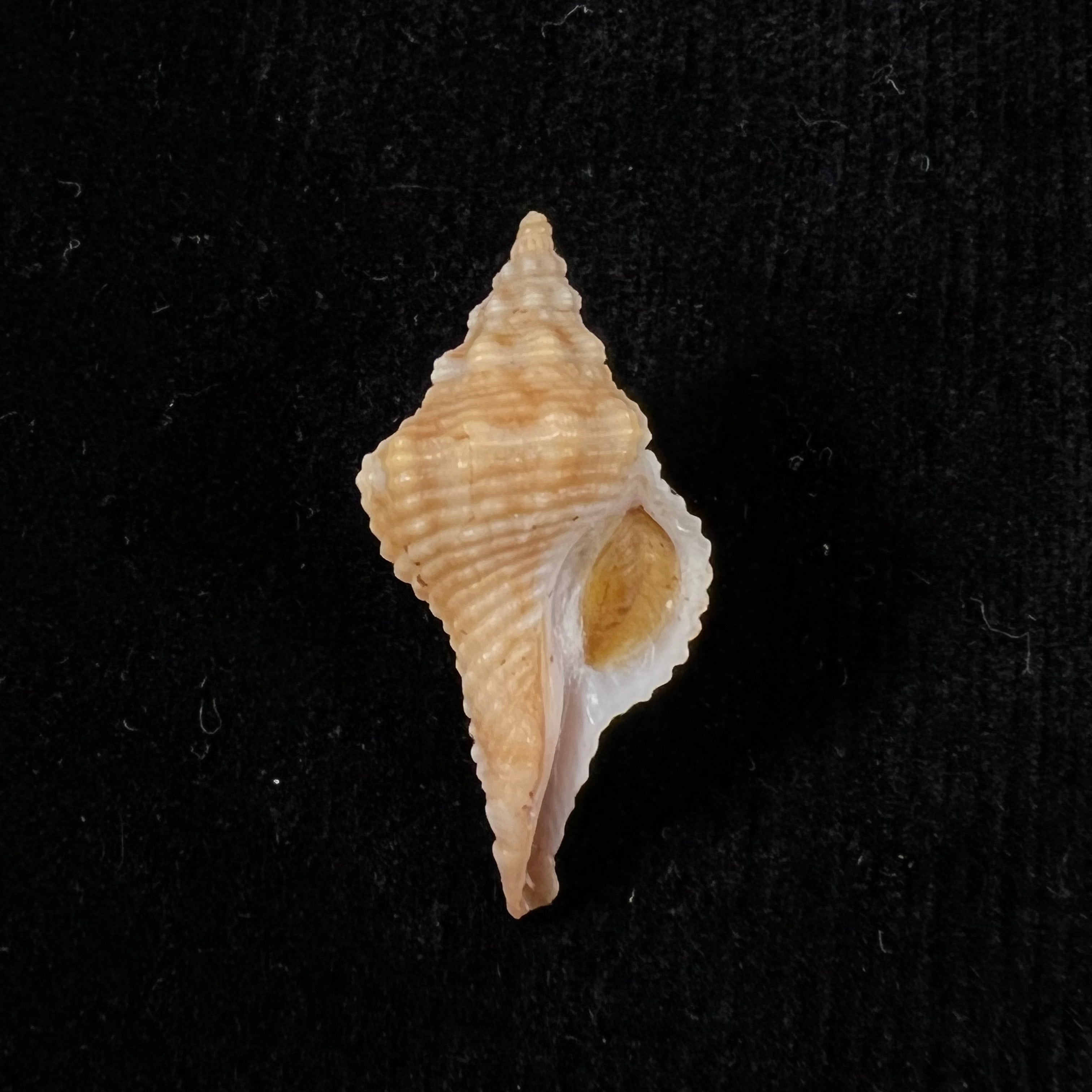 Afer afer (Gmelin, 1791) - 31,5mm