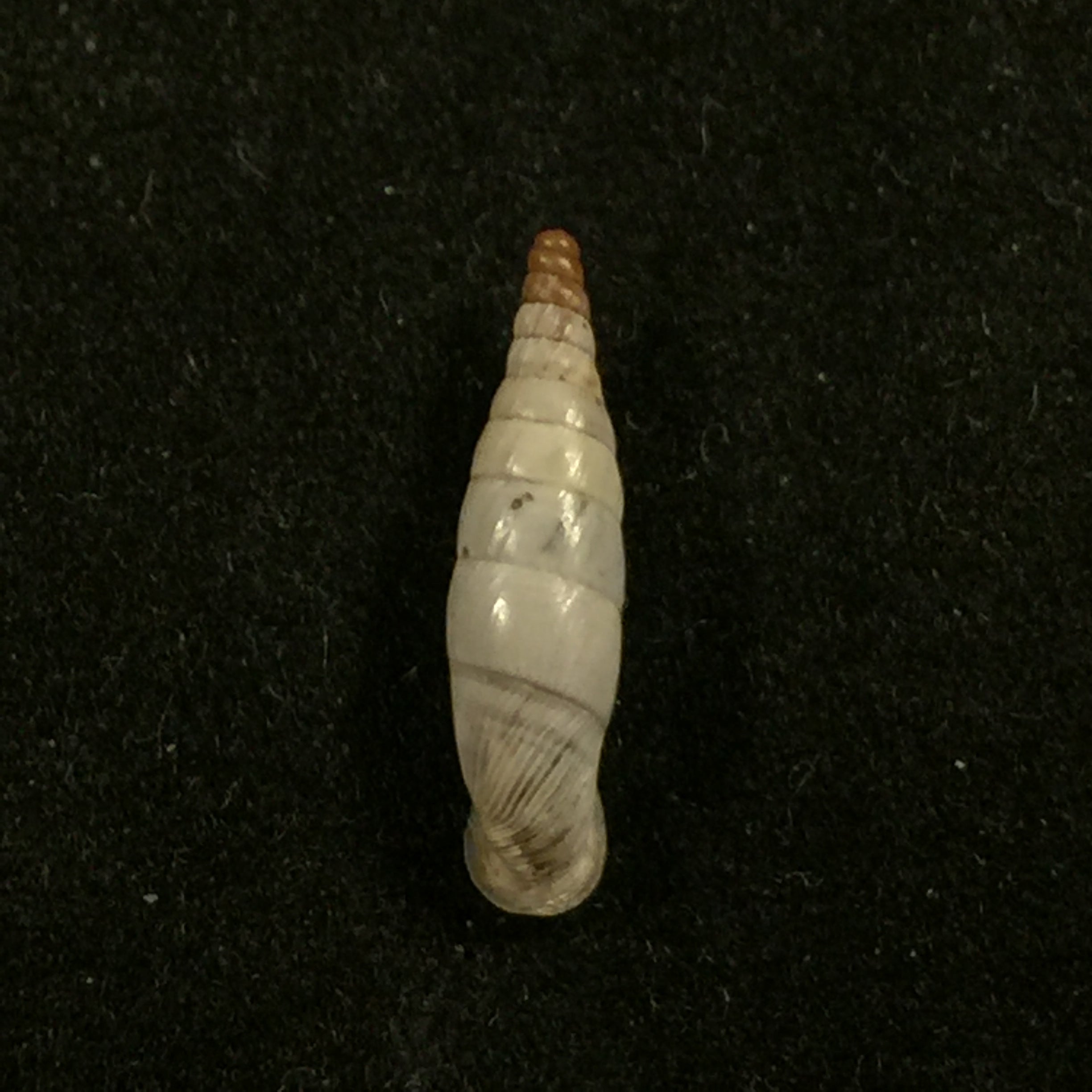 Albinaria discolor discolor (L. Pfeiffer, 1846) - 14 毫米