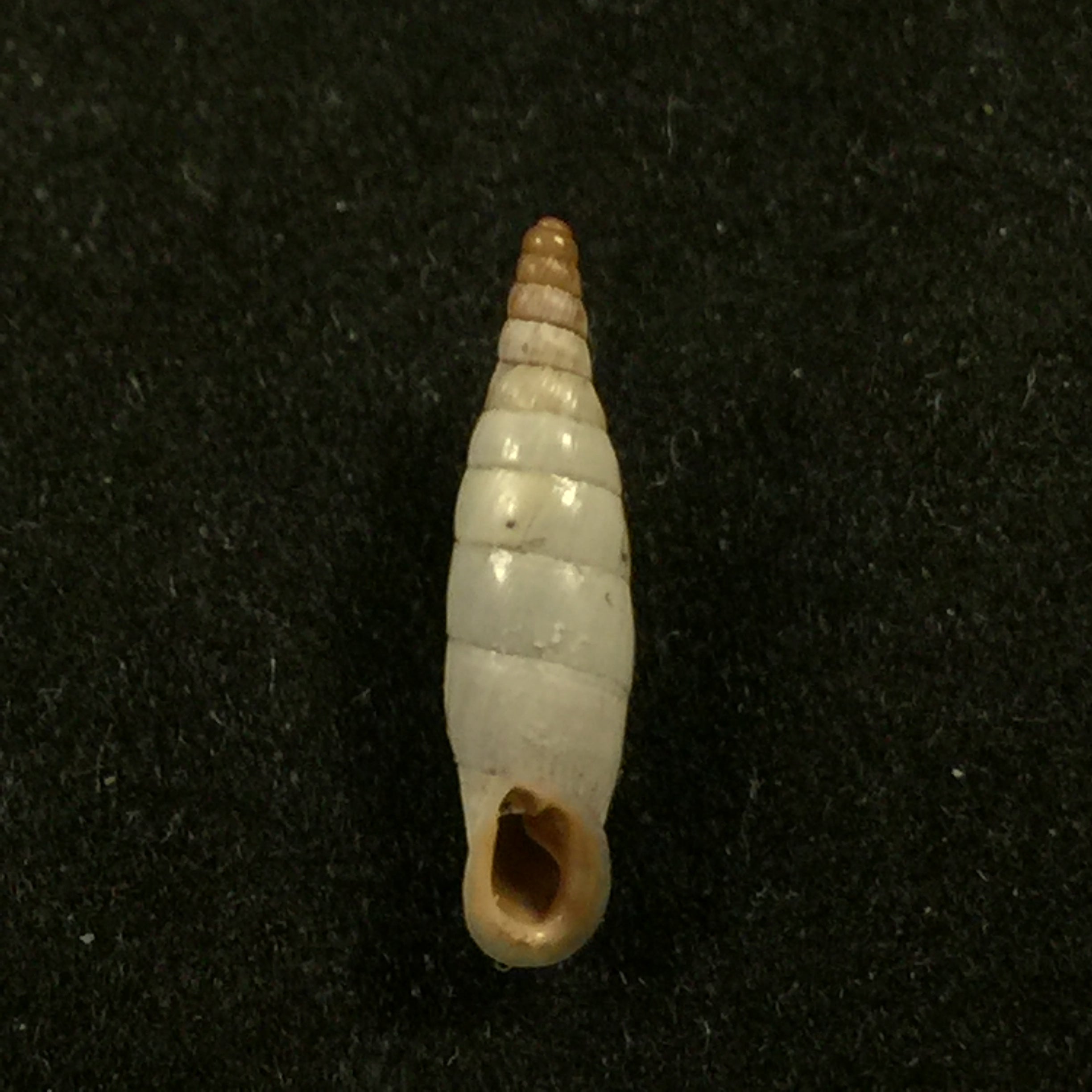 Albinaria discolor discolor (L. Pfeiffer, 1846) - 14 毫米