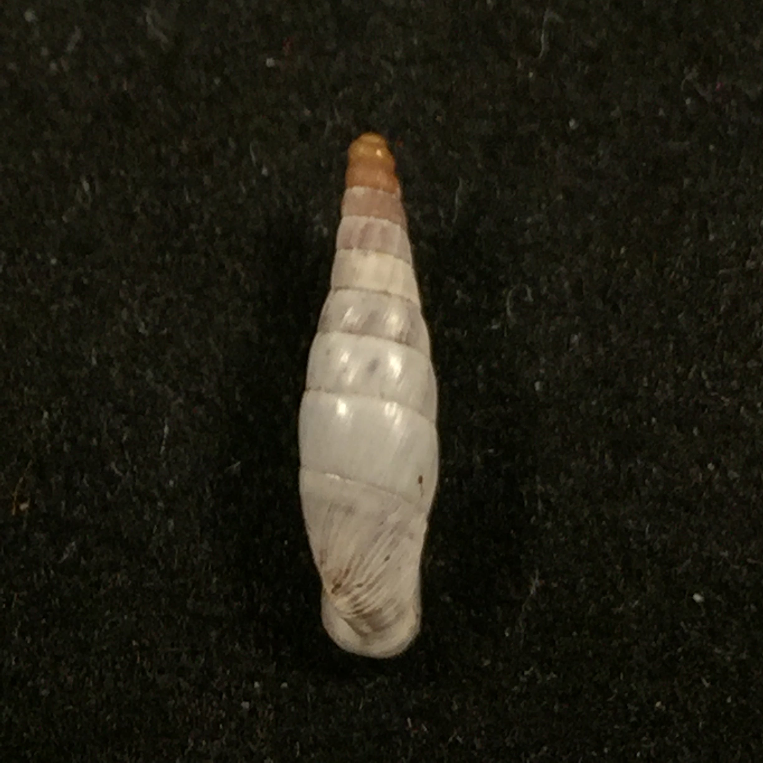 变色马尾藻 (L. Pfeiffer, 1846) - 12,3mm