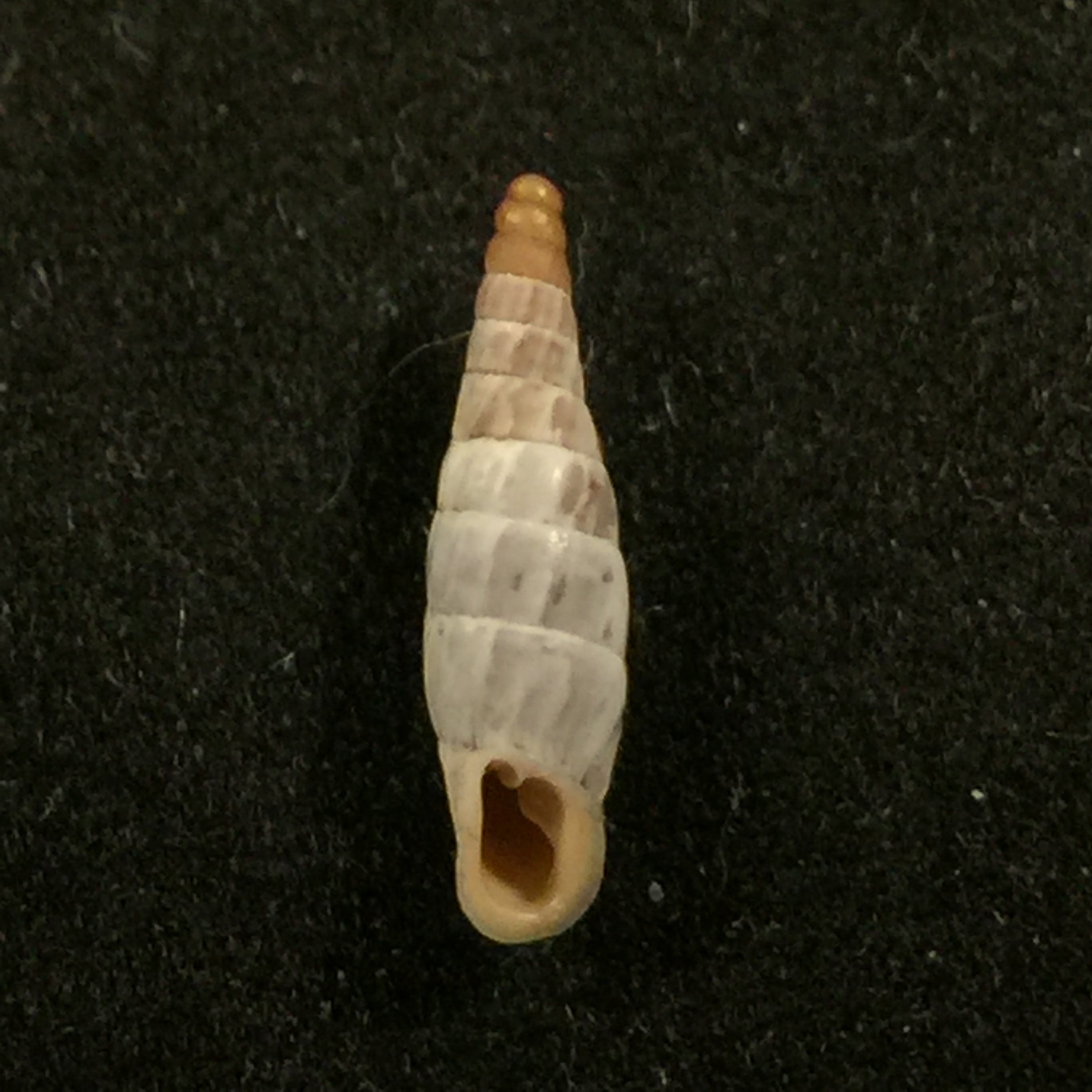 变色马尾藻 (L. Pfeiffer, 1846) - 12,3mm