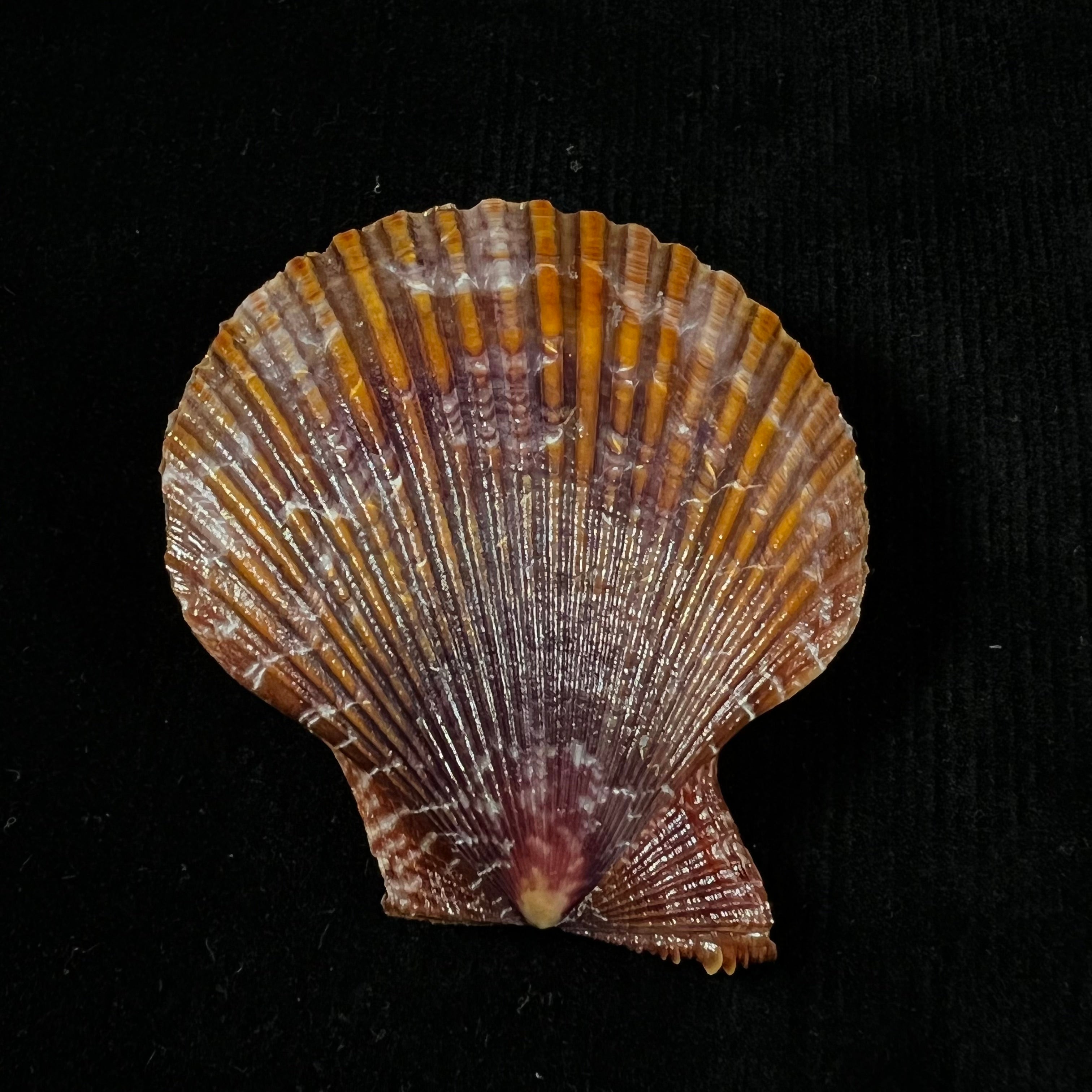Mimachlamys sanguinea(林奈,1758)- 51,5毫米