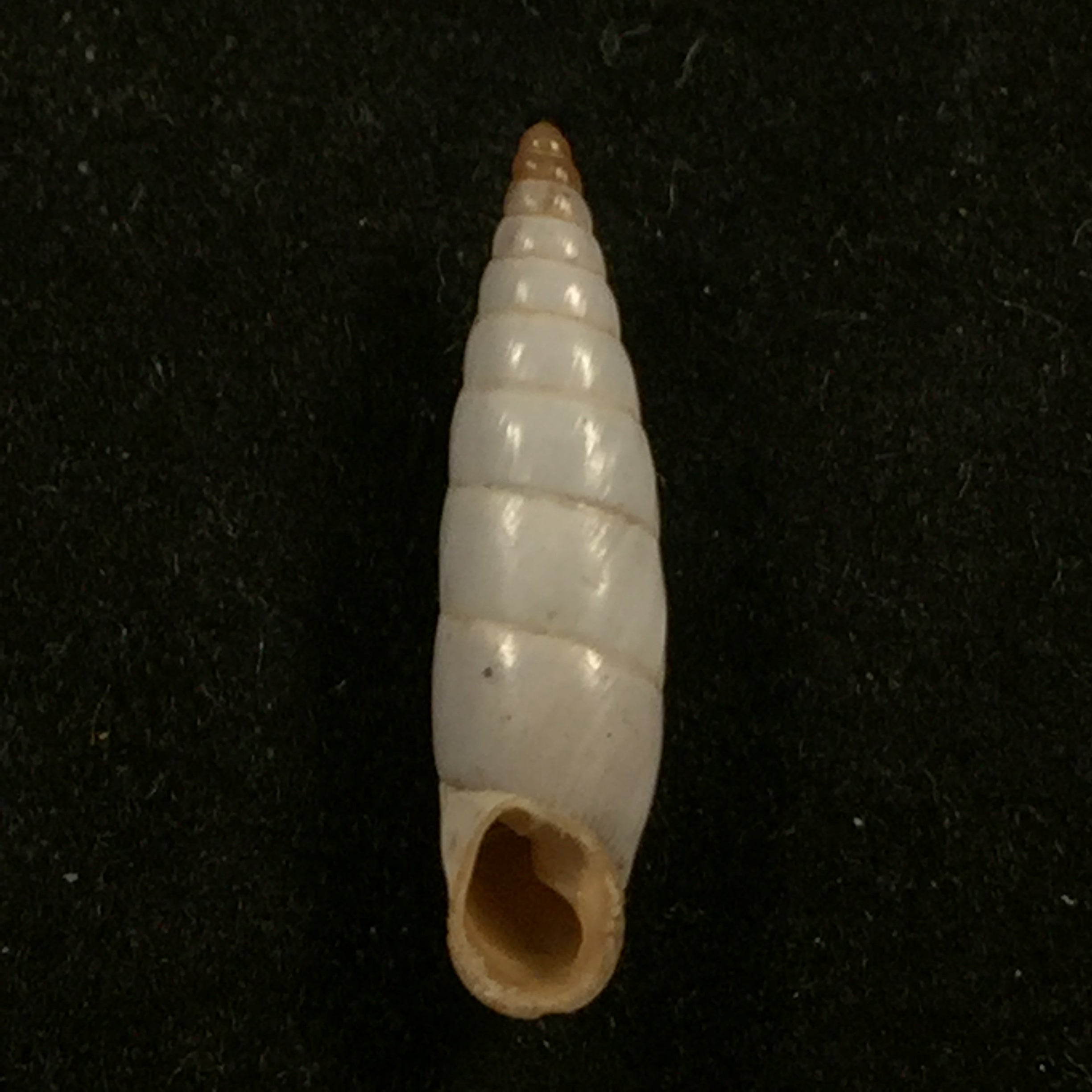 Albinaria nivea cathara (Westerlund, 1894) - 18,8mm