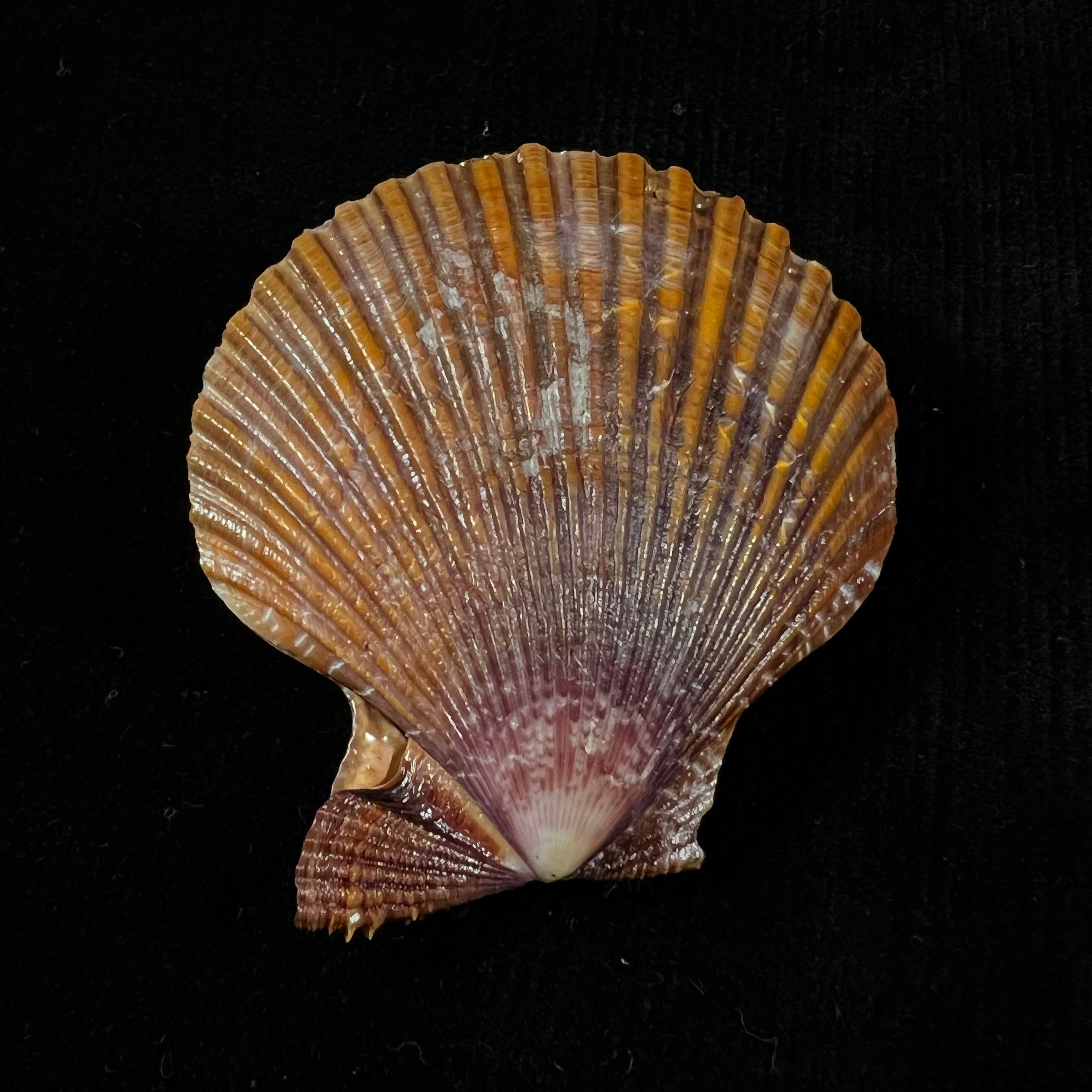 Mimachlamys sanguinea(林奈,1758)- 51,5毫米