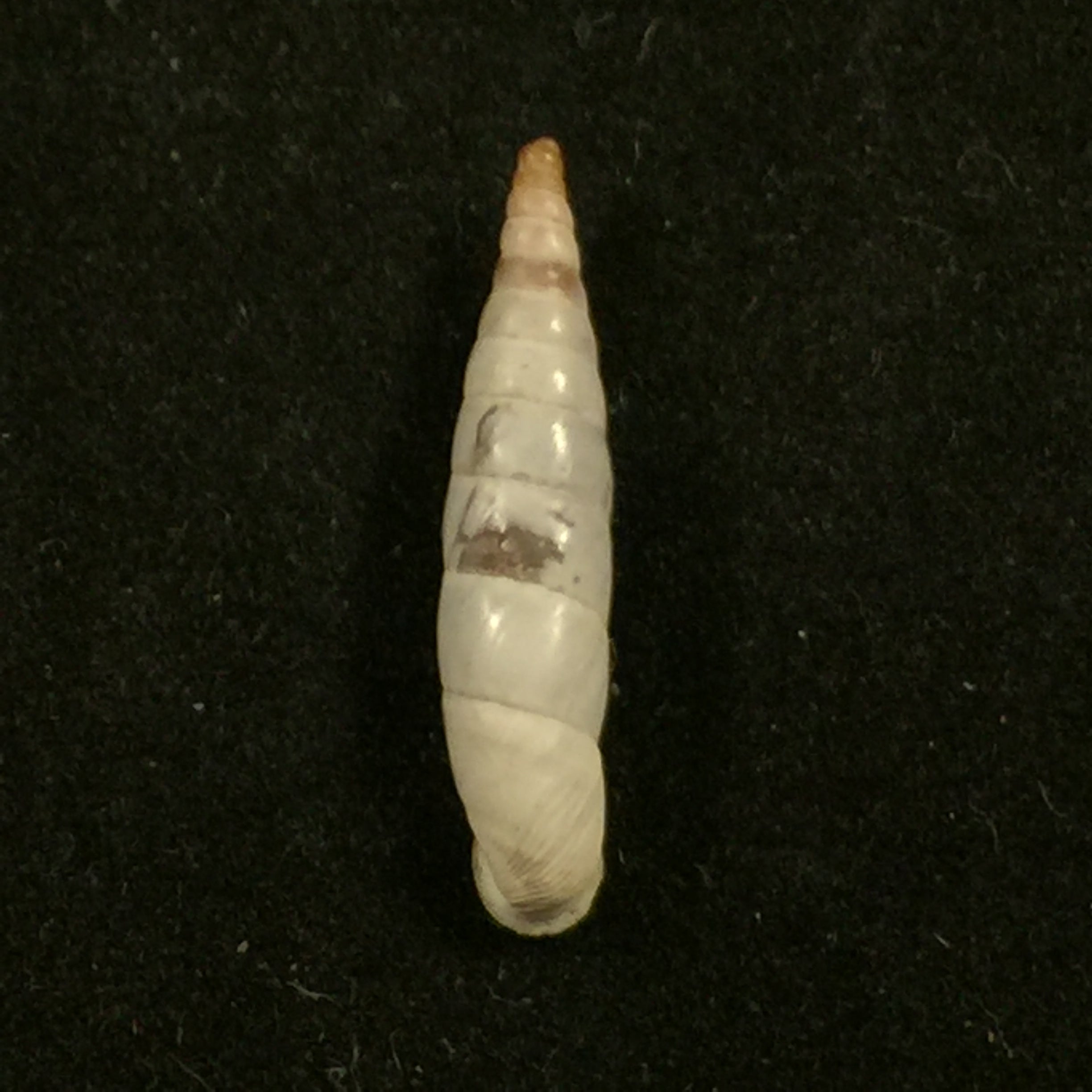 Albinaria nivea cathara (Westerlund, 1894) - 21,8mm