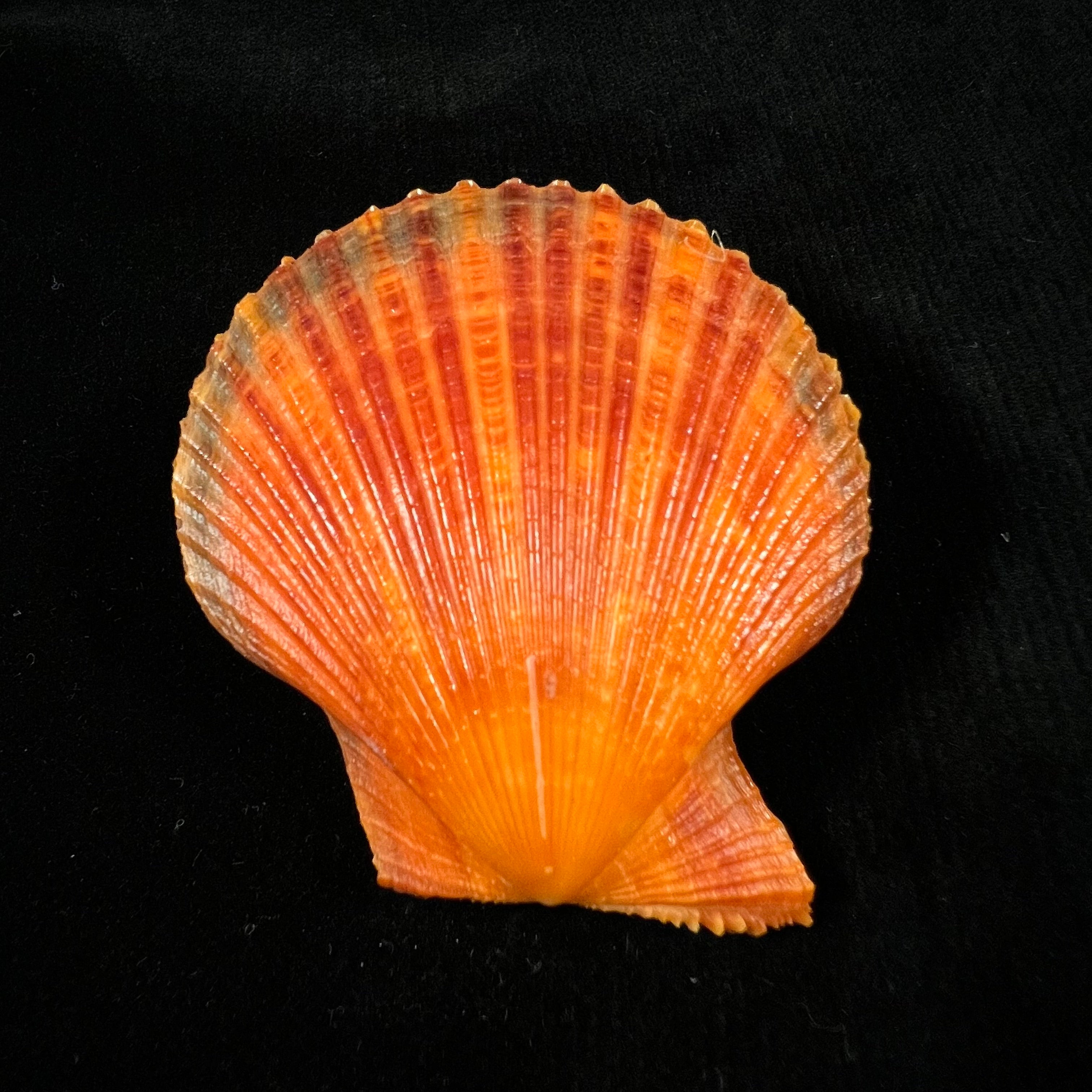 Mimachlamys sanguinea (林奈, 1758) - 55,8mm