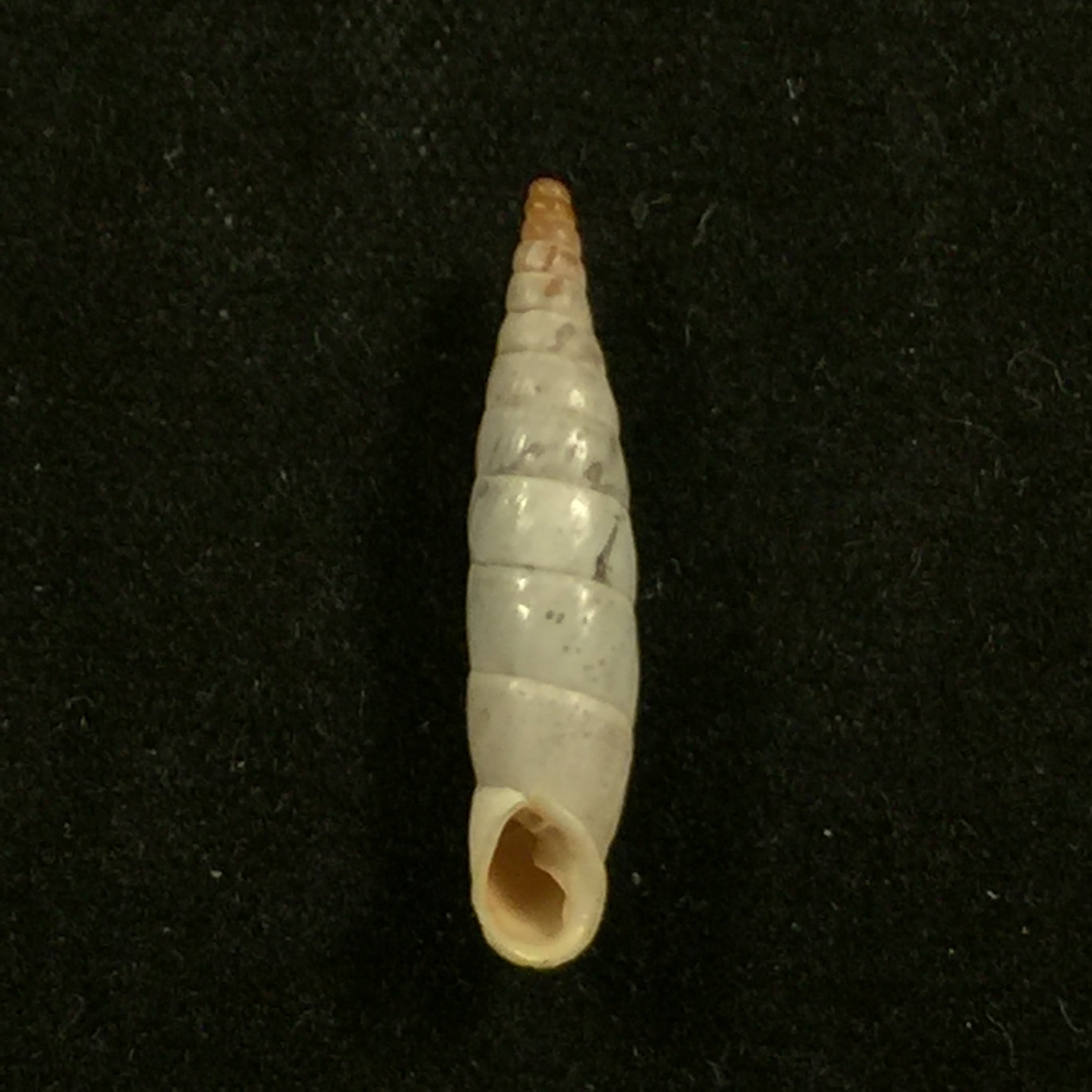 Albinaria nivea cathara (Westerlund, 1894) - 21,8mm