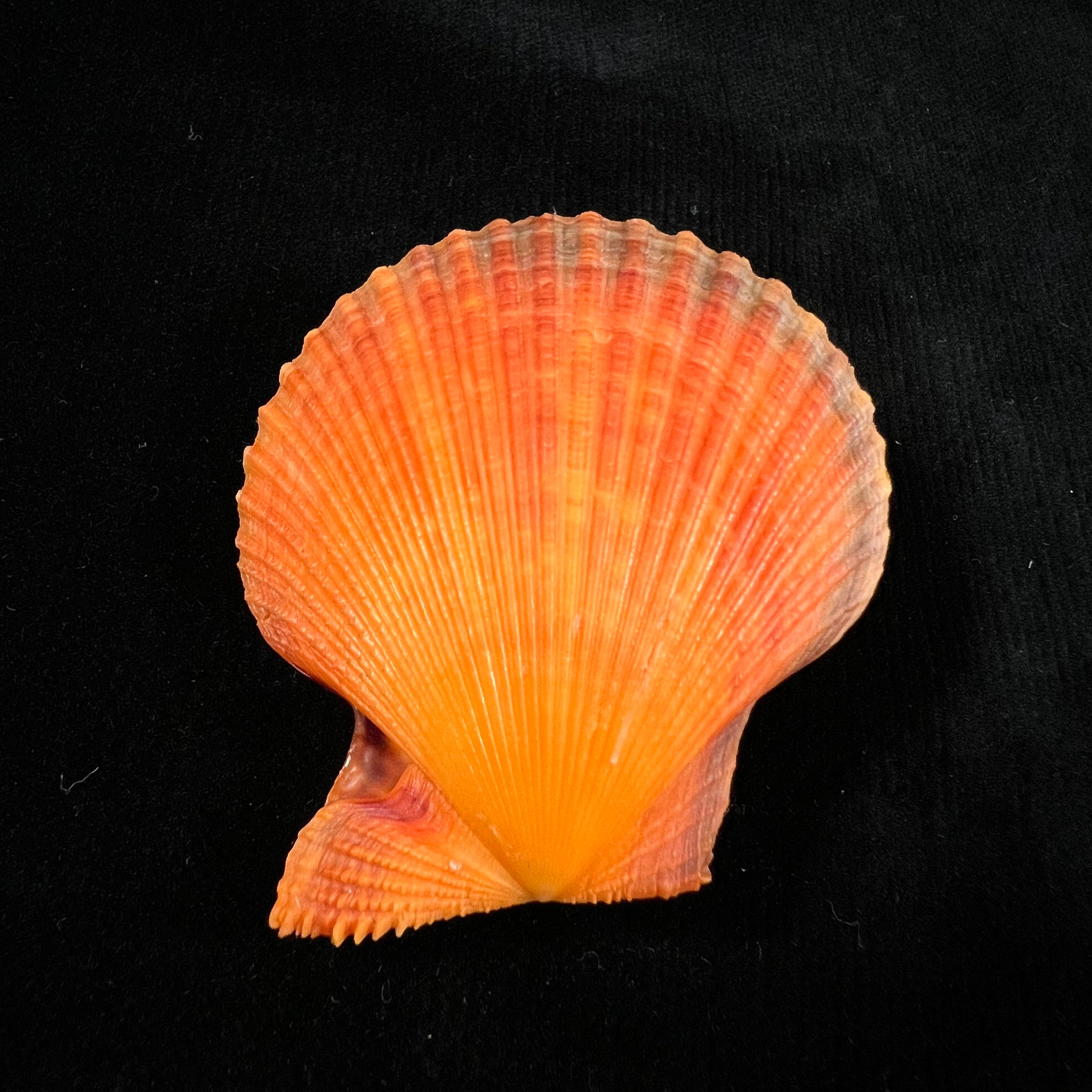 Mimachlamys sanguinea (林奈, 1758) - 55,8mm