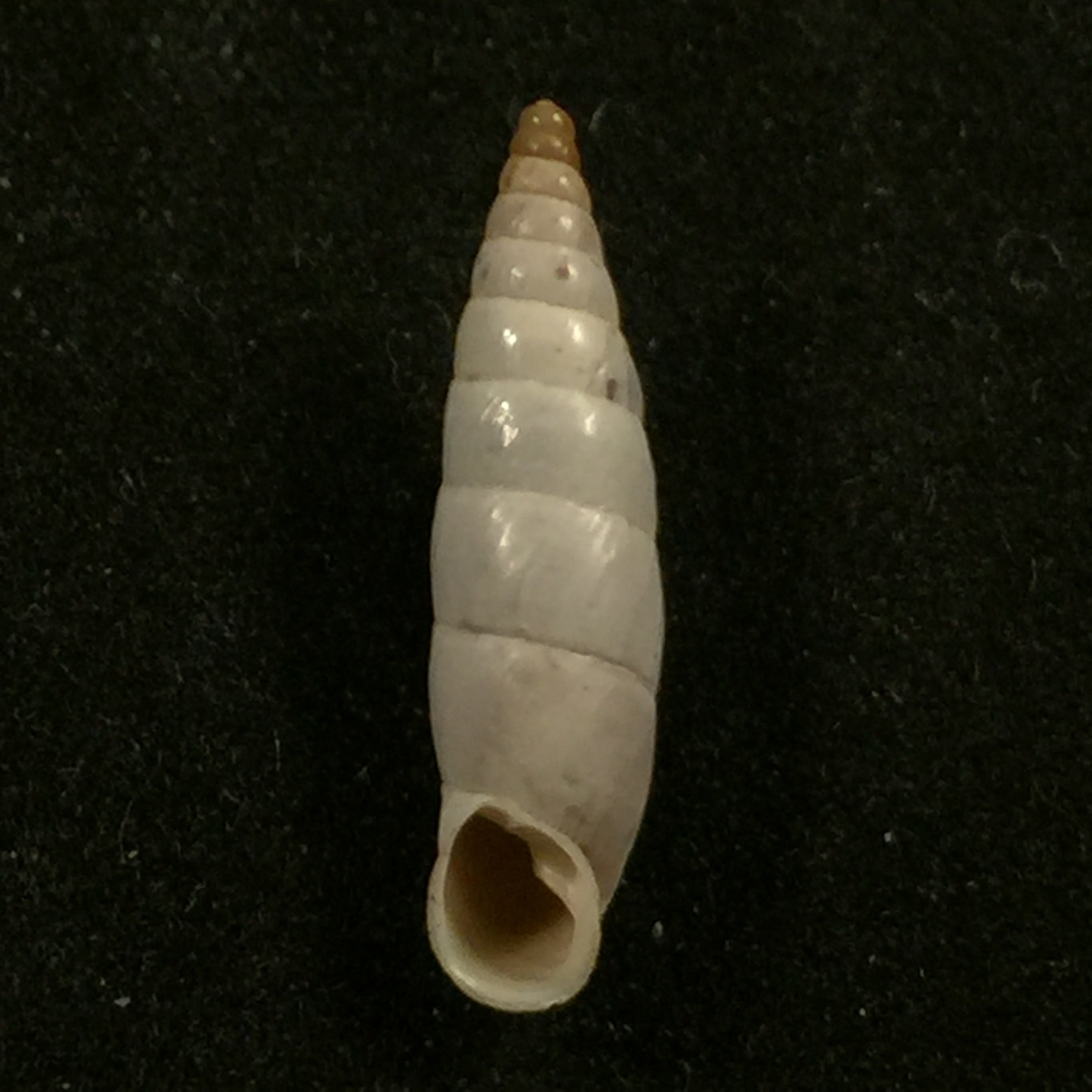 Albinaria nivea cathara (Westerlund, 1894) - 18,9mm