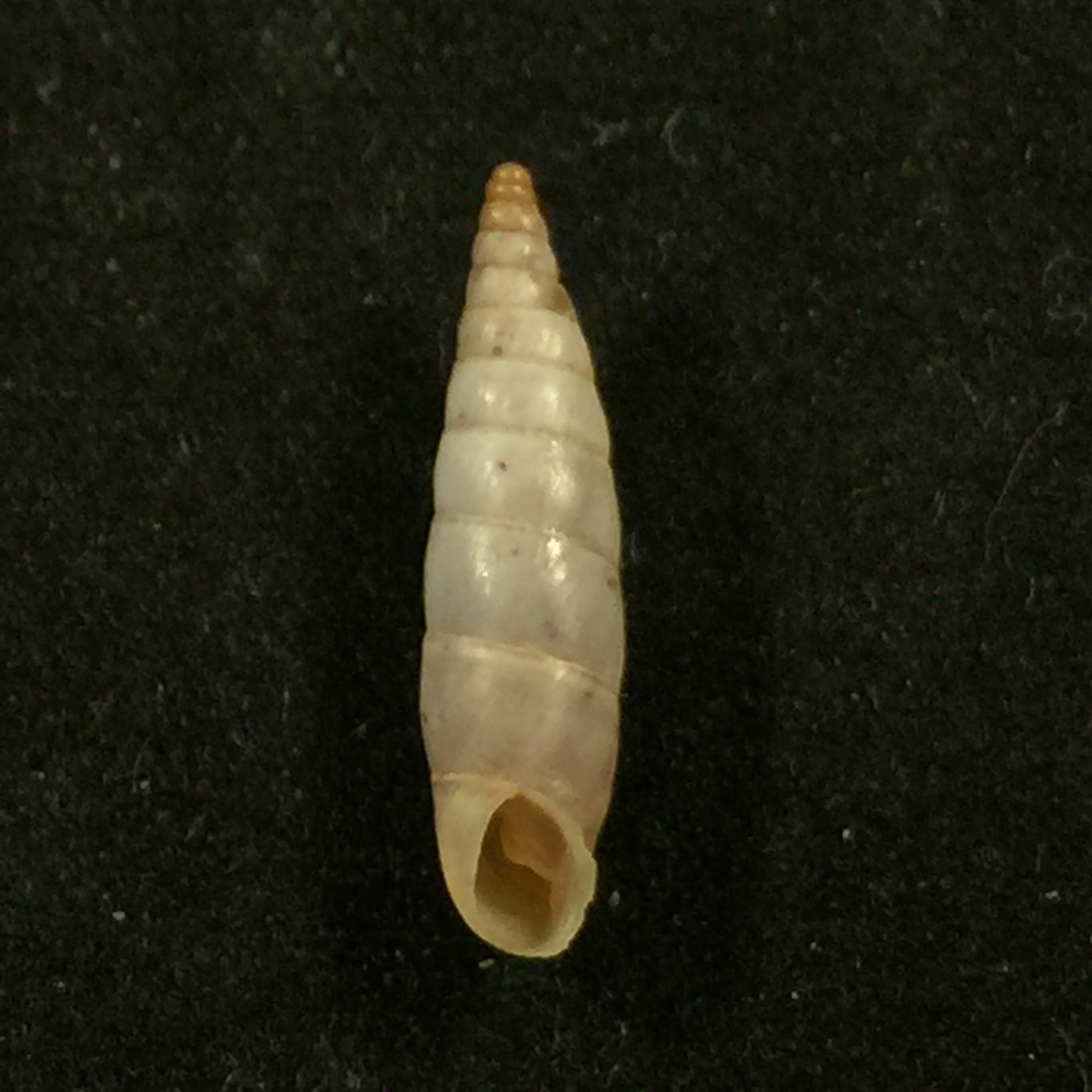 Albinaria nivea cathara (Westerlund, 1894) - 18,2mm