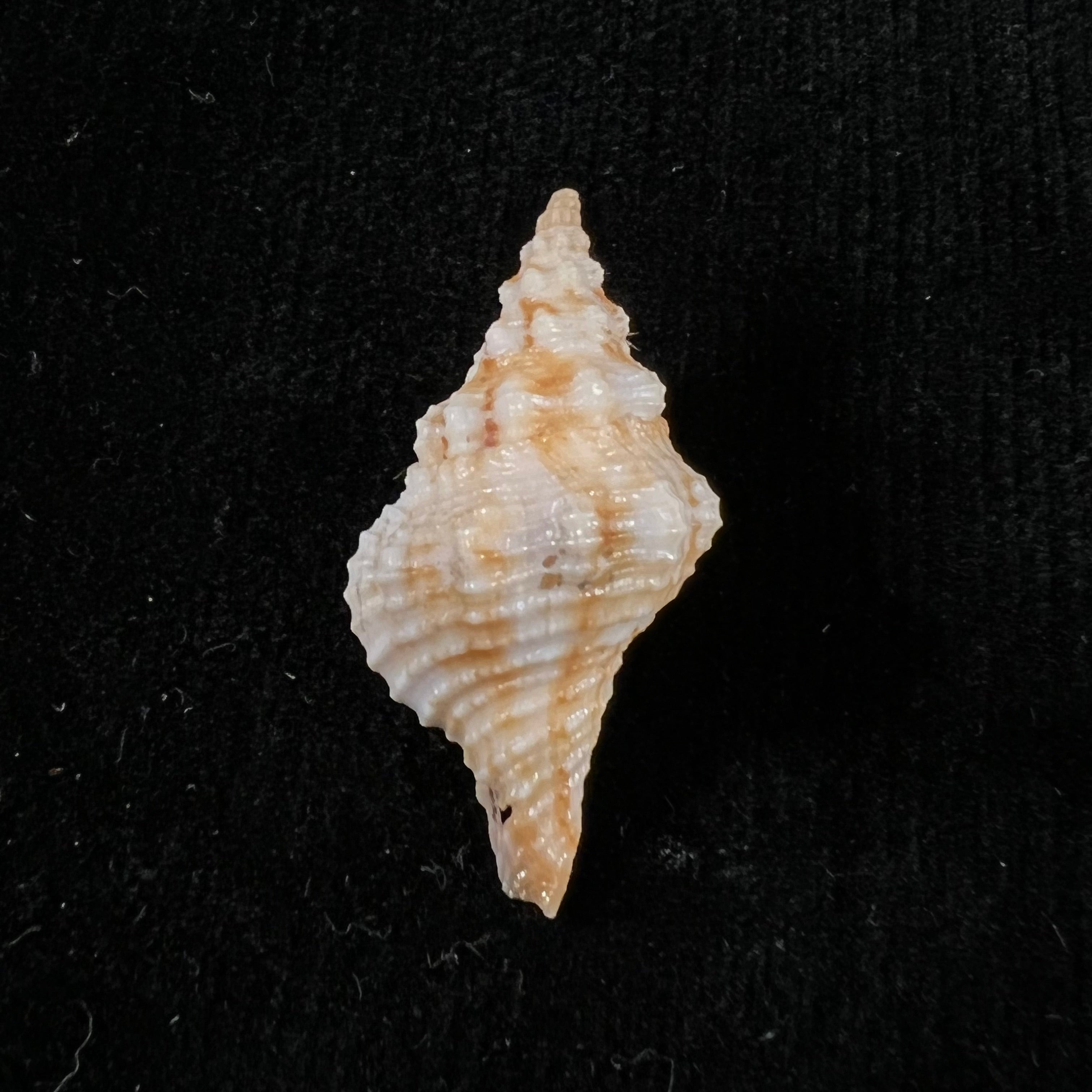 Afer afer (Gmelin, 1791) - 32,7mm