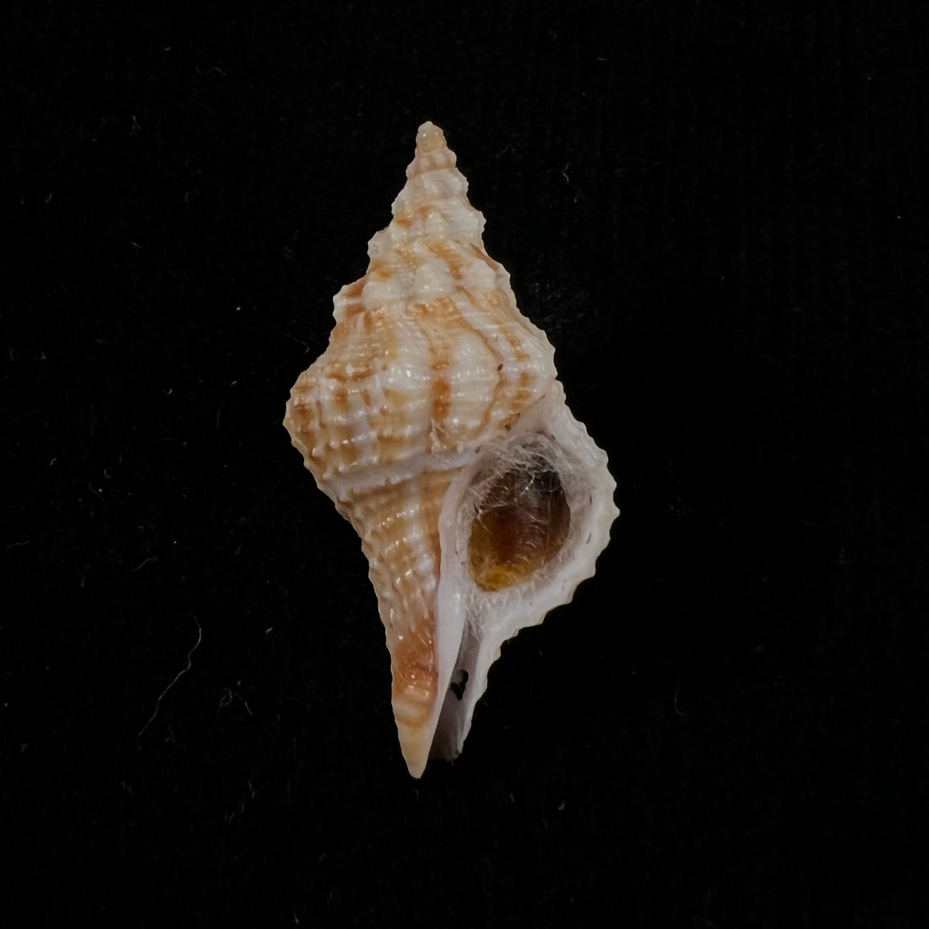 Afer afer (Gmelin, 1791) - 32,7mm