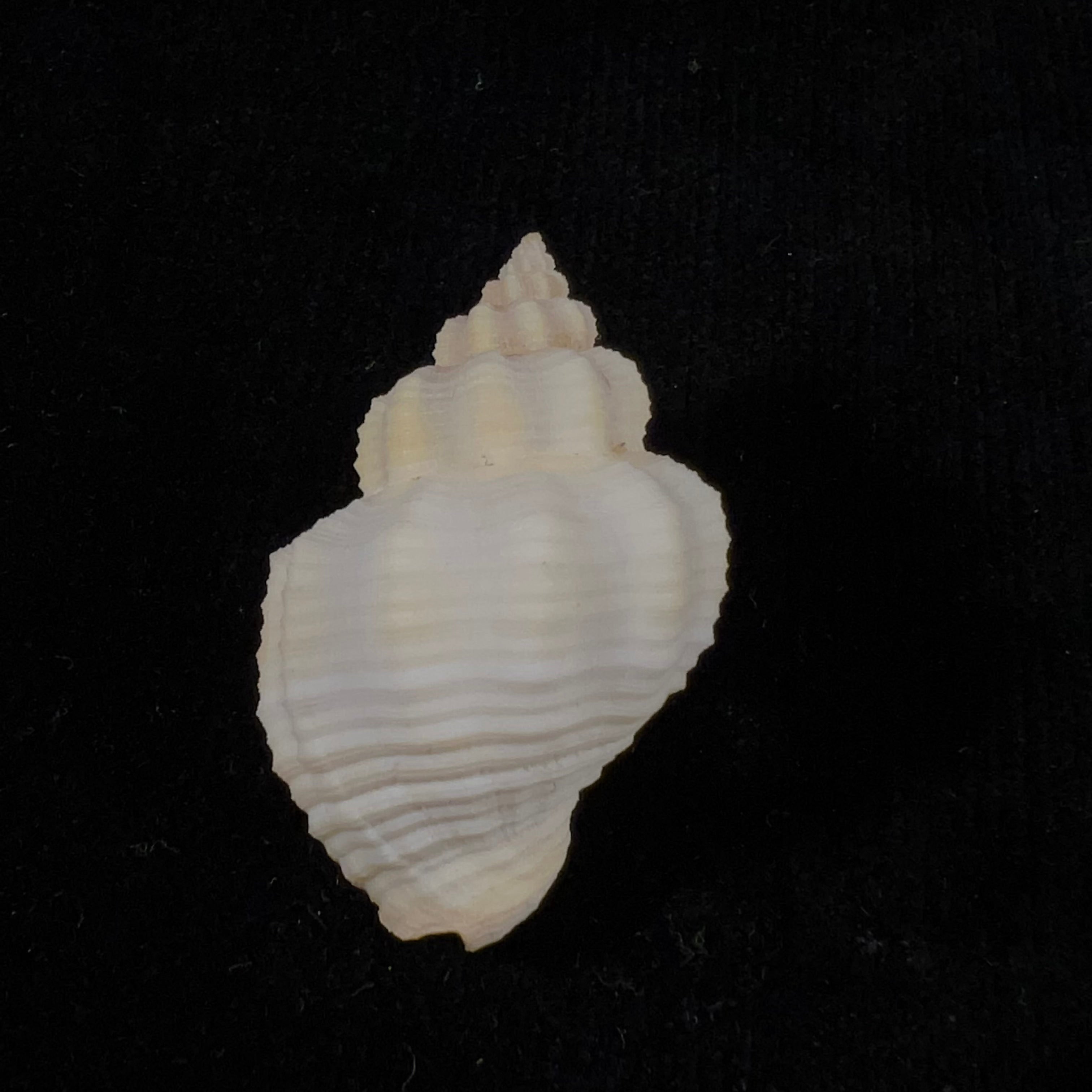Cantharus vermeiji Fraussen, 2008 - 41,1mm