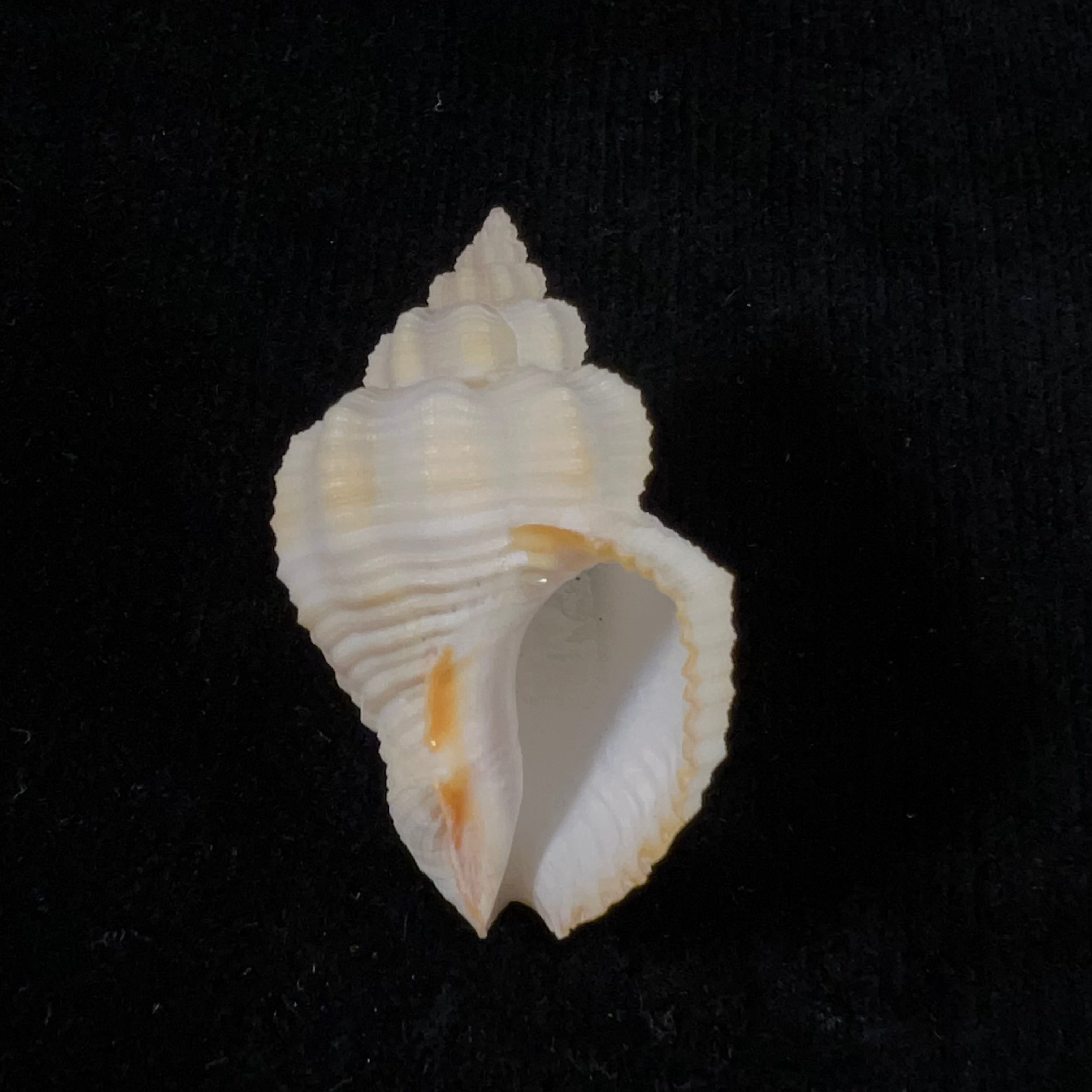 Cantharus vermeiji Fraussen, 2008 - 41,1mm