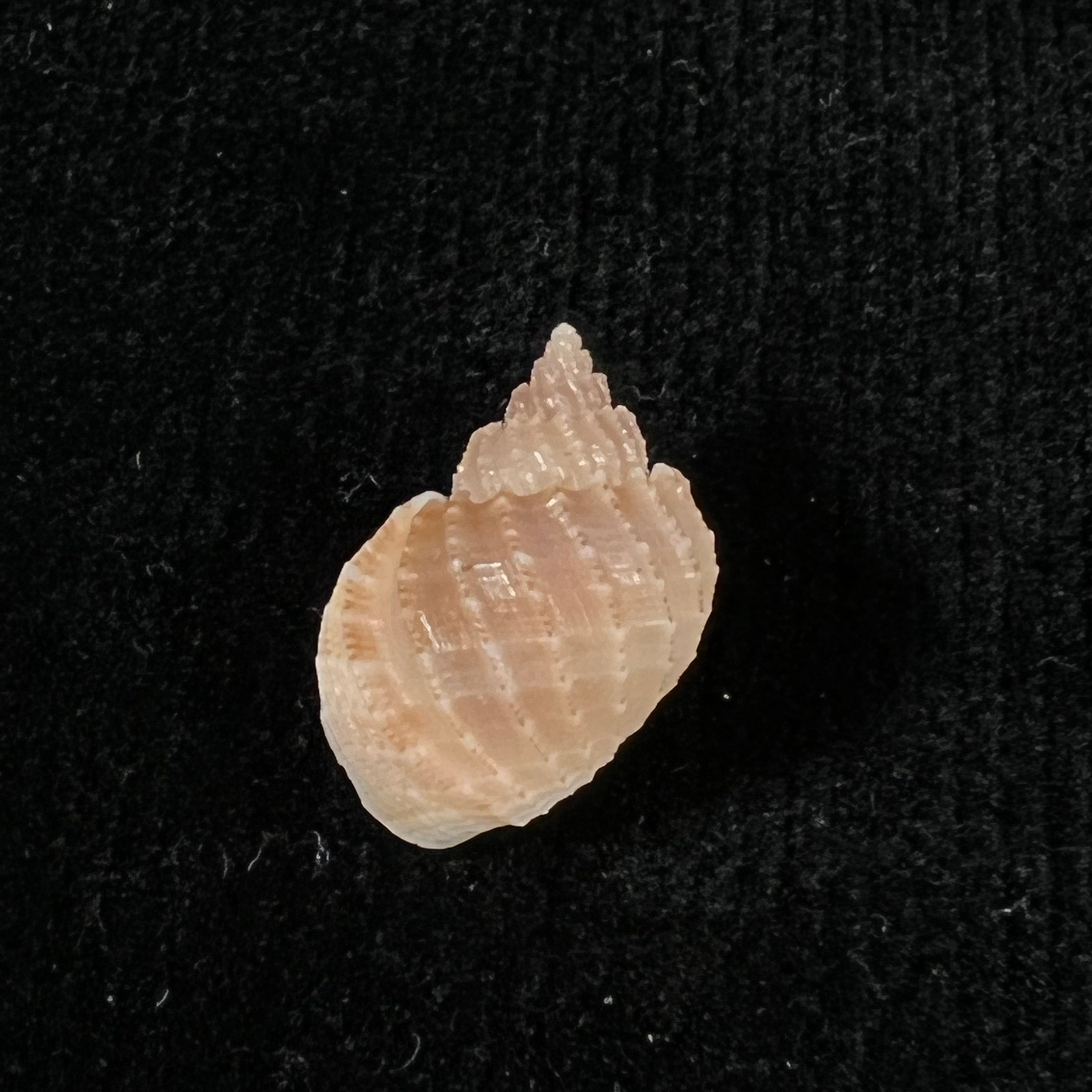 Scalptia obliquata(拉马克,1822) - 18,2mm