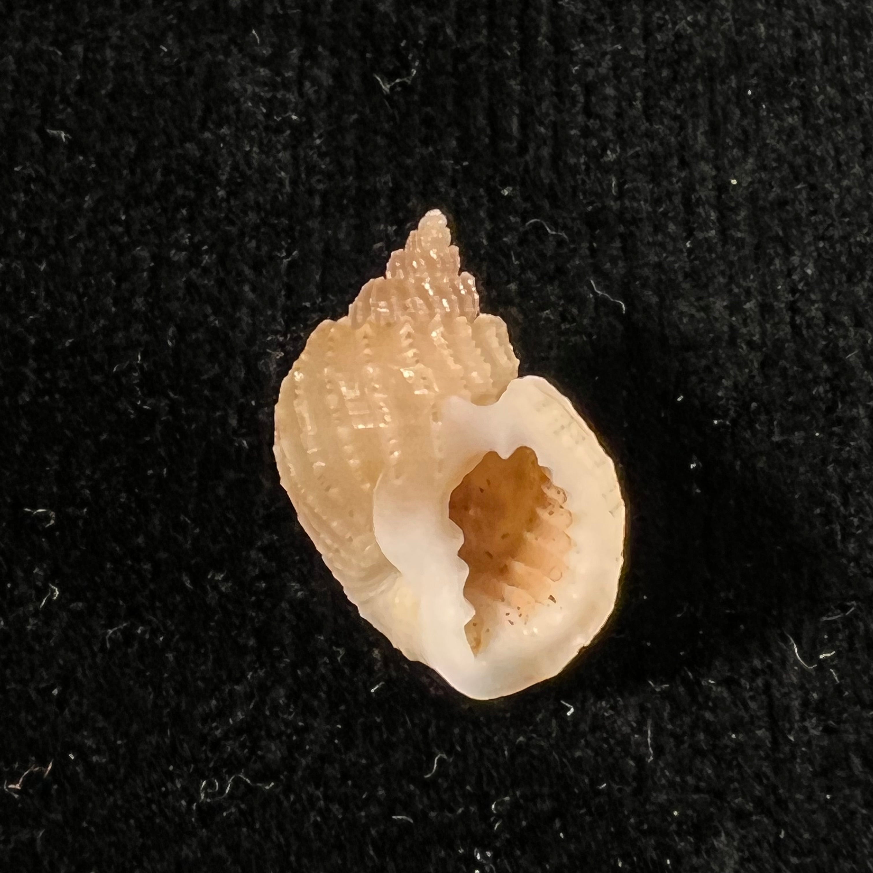 Scalptia obliquata(拉马克,1822) - 18,2mm