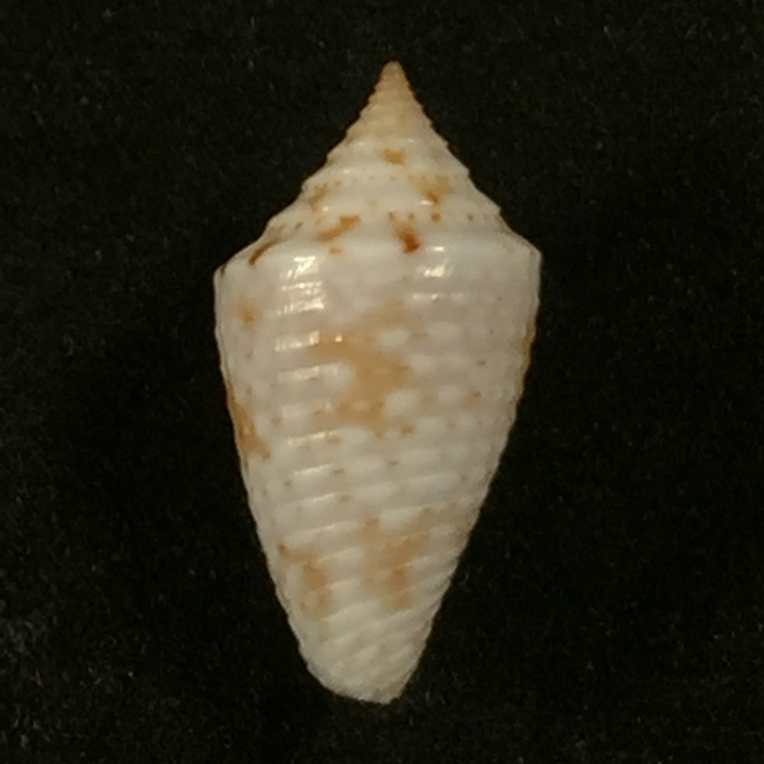Conasprella anacarolinae Cossignani, 2019 - 16,4mm