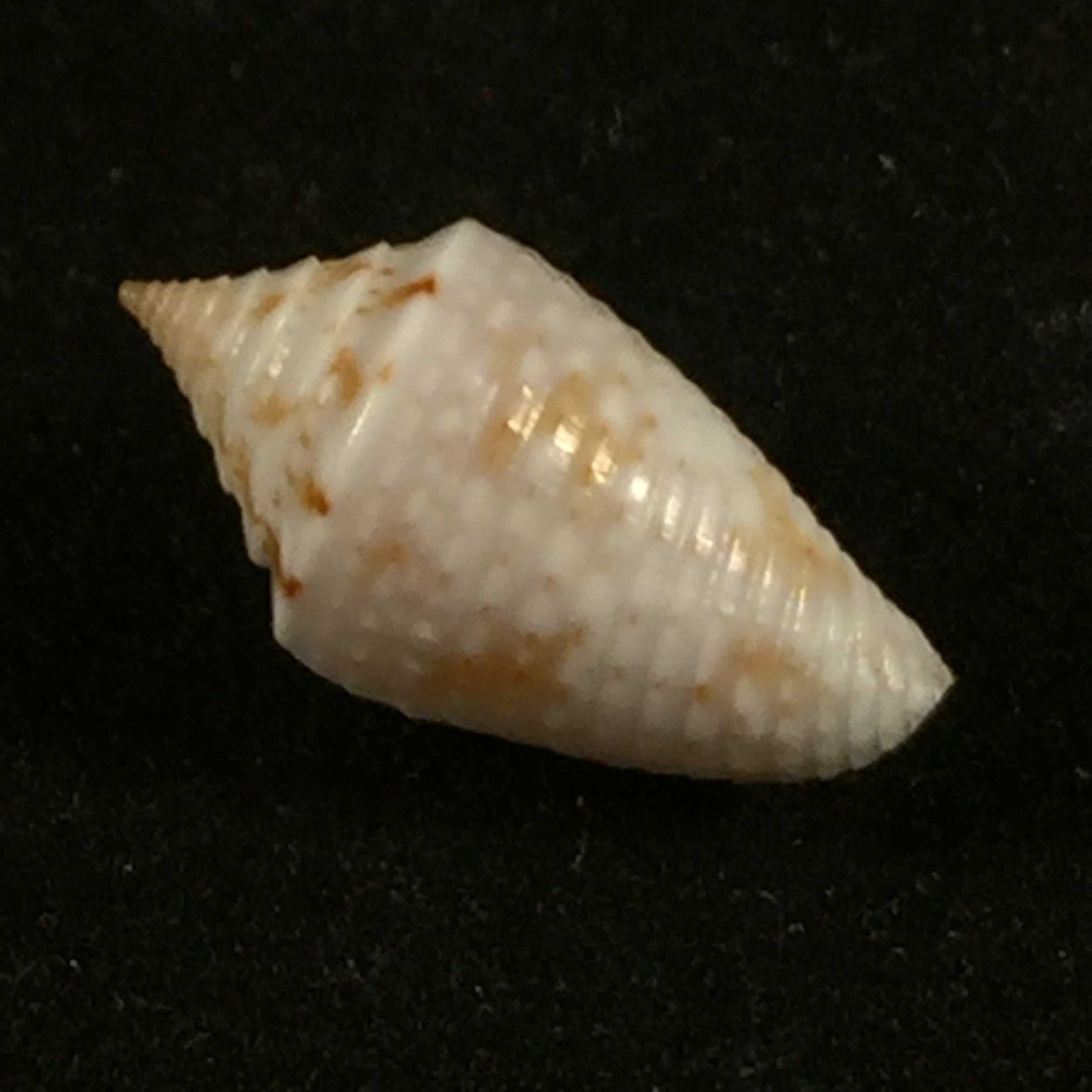Conasprella anacarolinae Cossignani, 2019 - 16,4mm