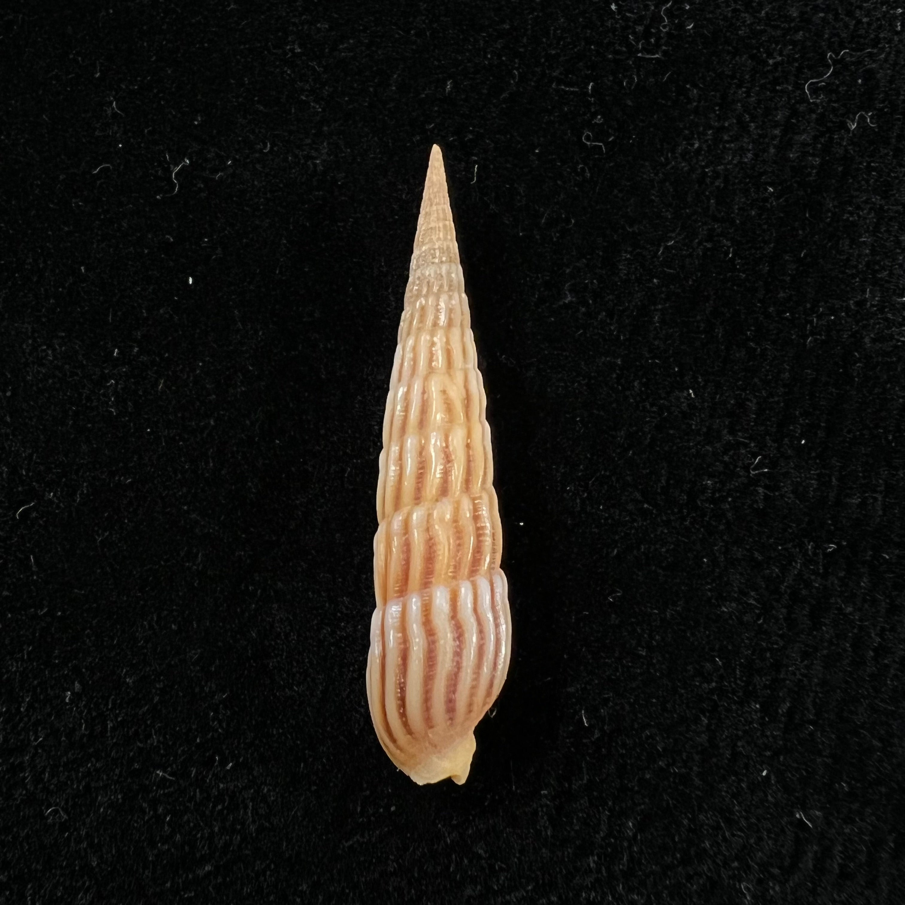 Myurellopsis parkinsoni (Cernohorsky & Bratcher, 1976) - 37,4毫米