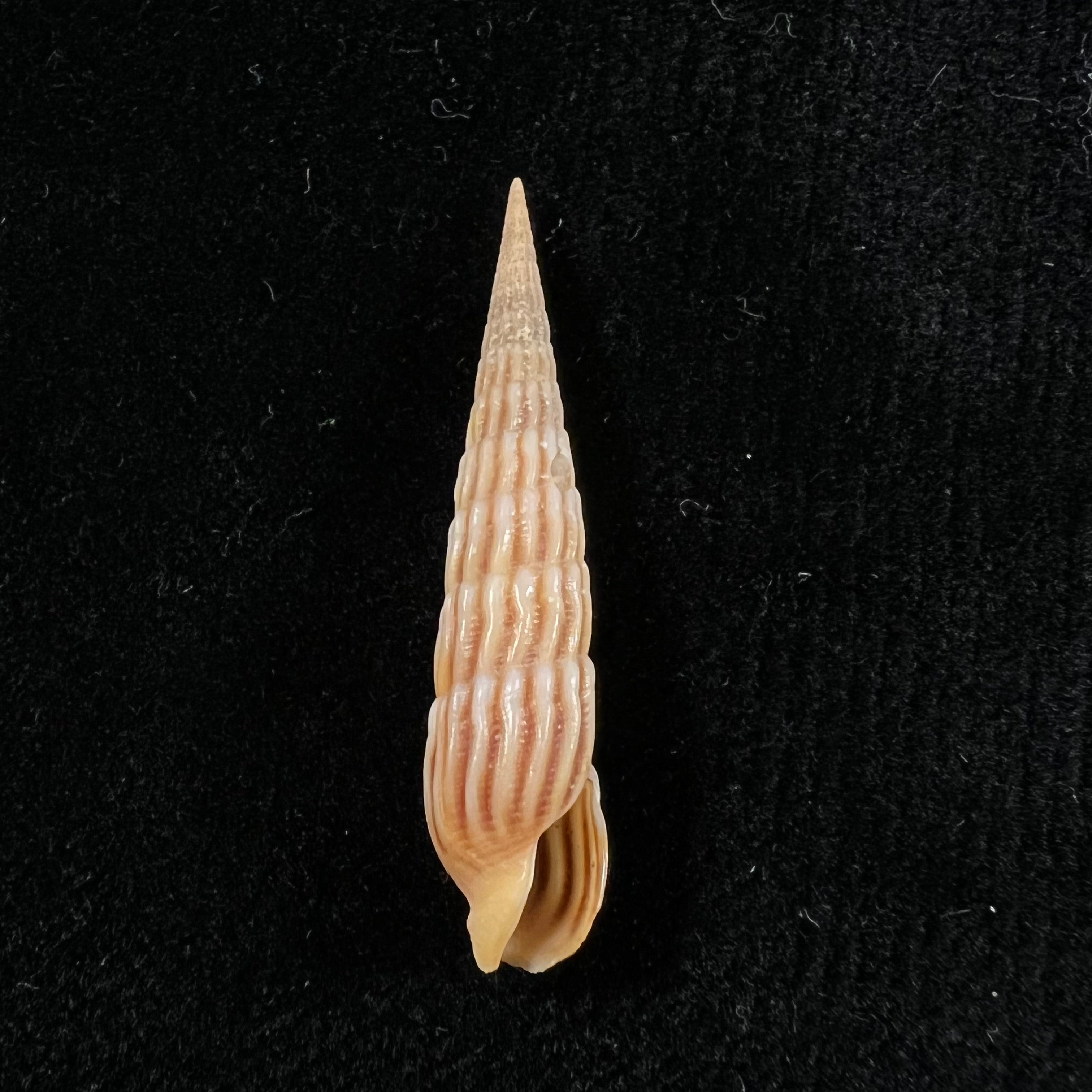 Myurellopsis parkinsoni (Cernohorsky & Bratcher, 1976) - 37,4毫米