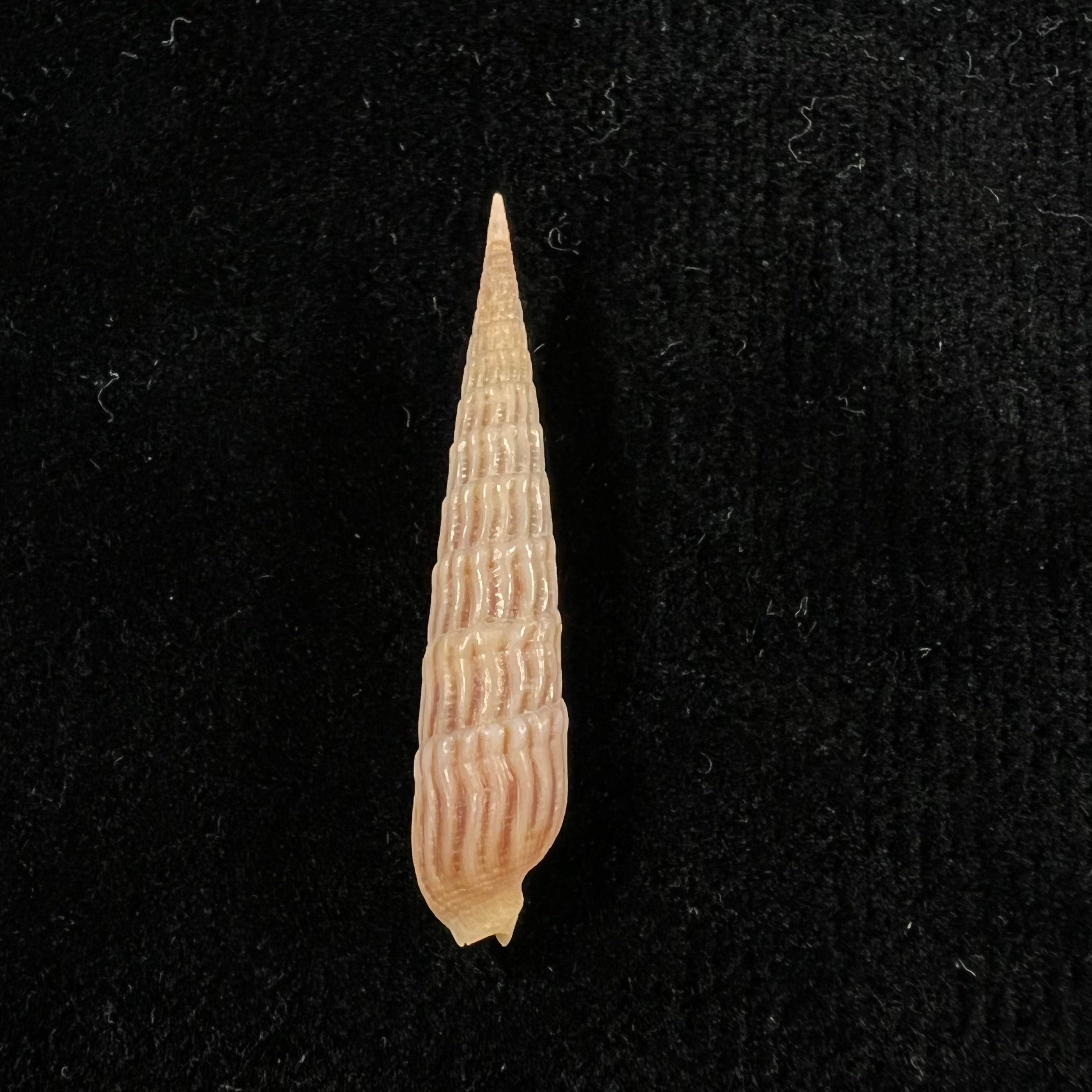 Myurellopsis parkinsoni (Cernohorsky & Bratcher, 1976) - 38,7毫米